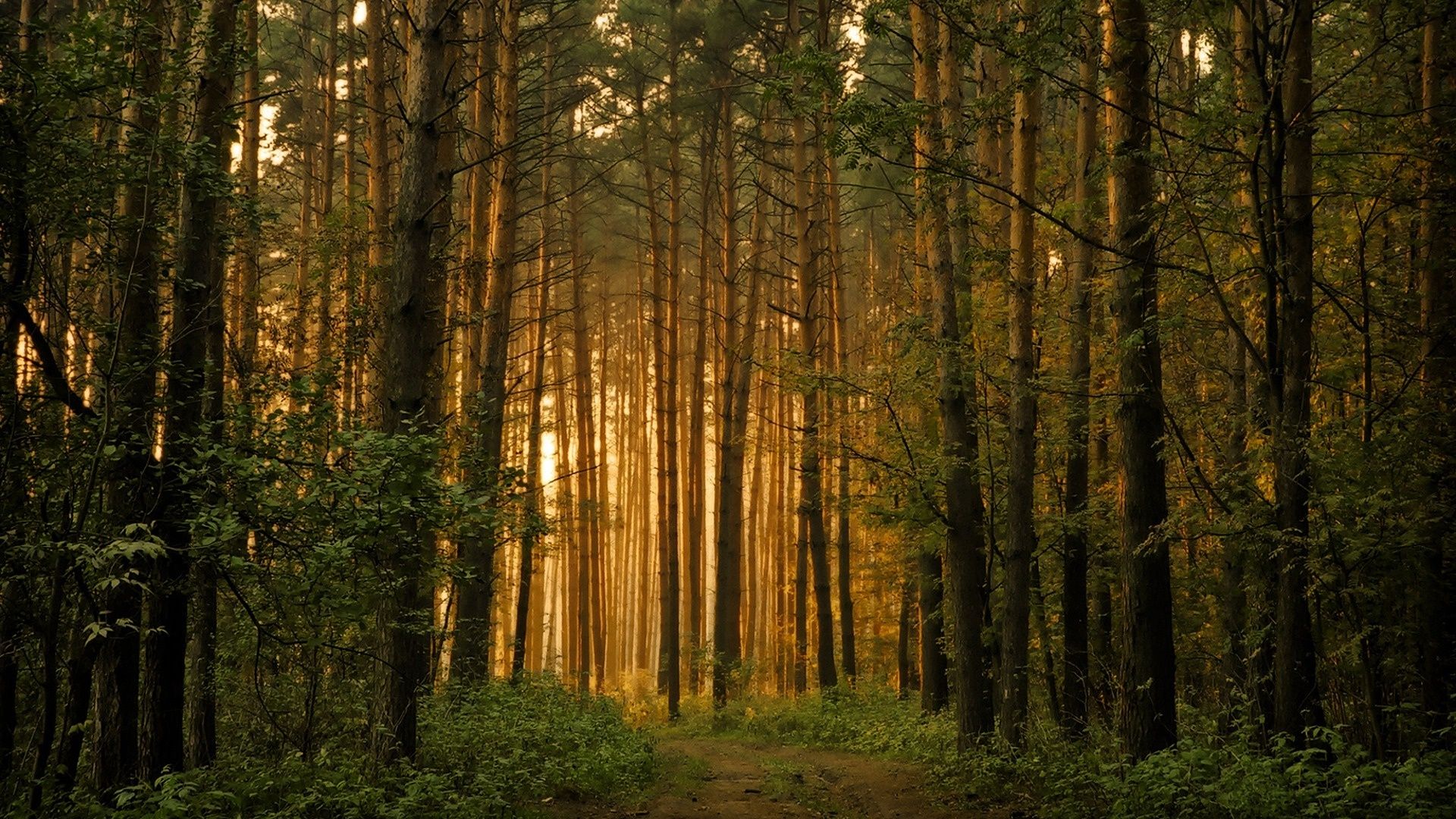 Foresta di pini all'alba, 1920x1080 1080p, PC