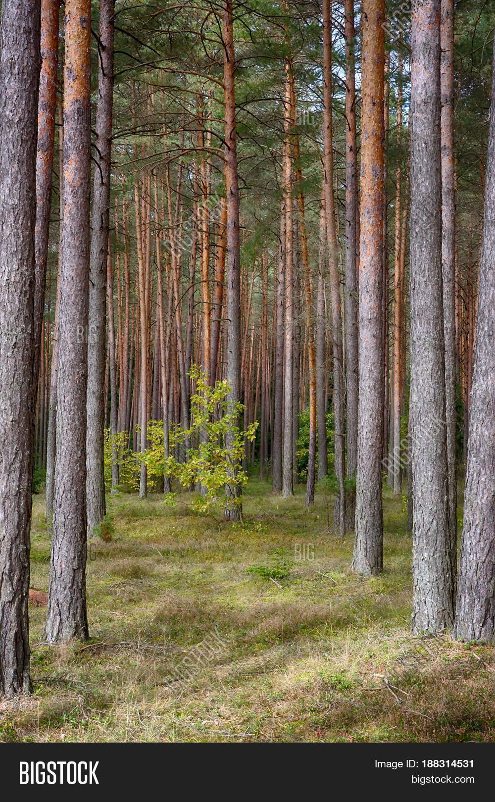 Foresta di pini alti, 1000x1620 Verticale, Android