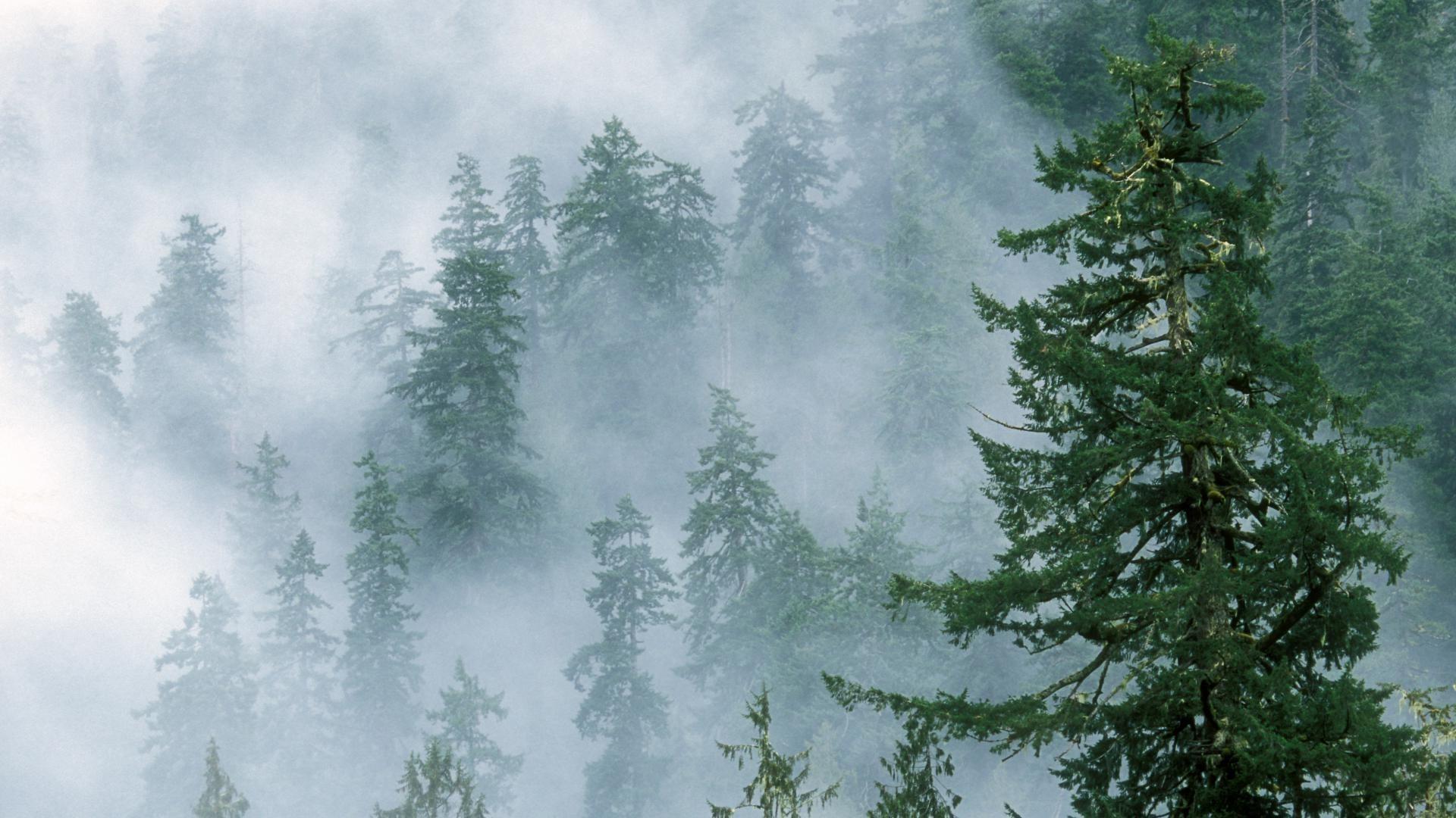 Foresta di pini nella nebbia, 1920x1080 Full HD, Laptop