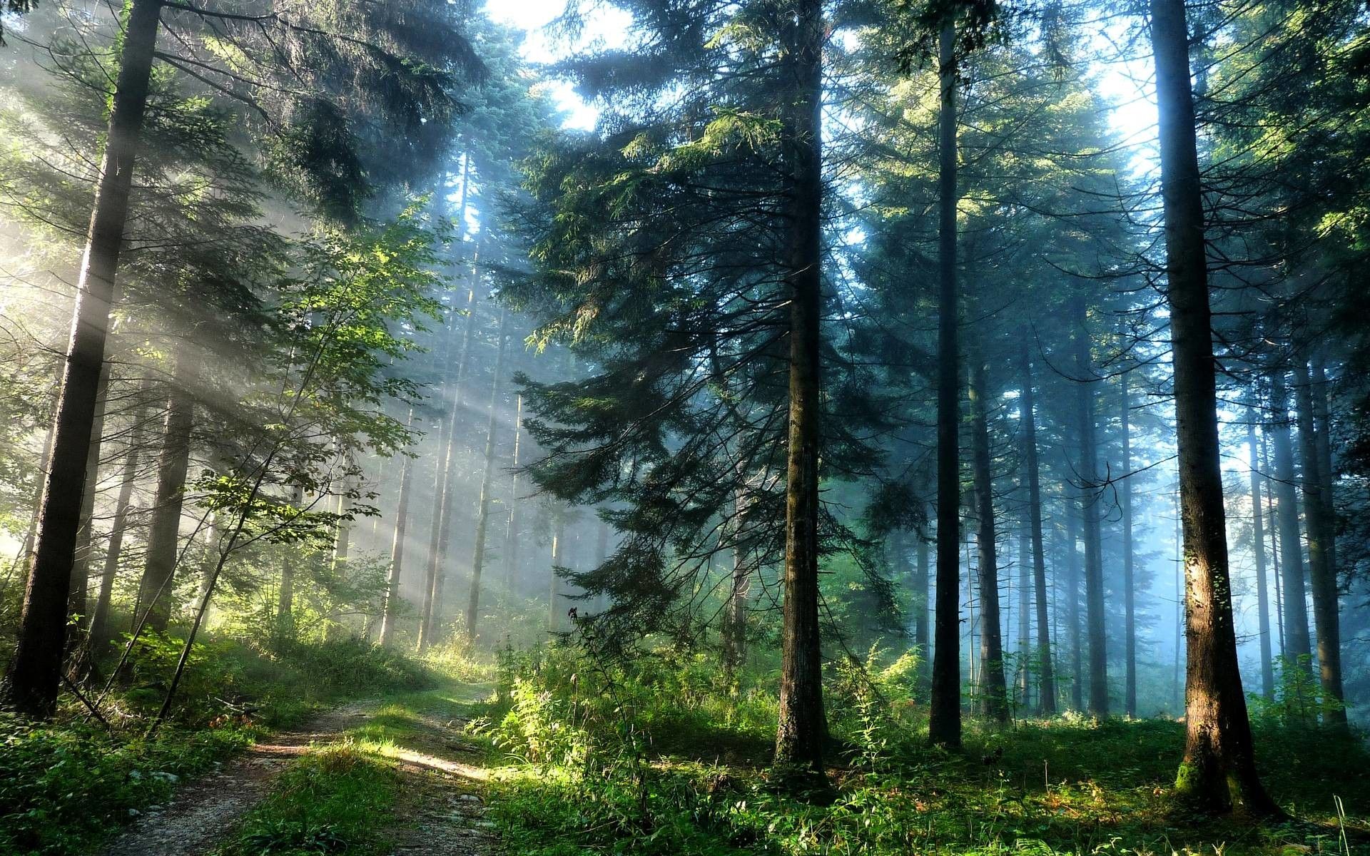 Foresta di pini con luce, 1920x1200 WUXGA, PC