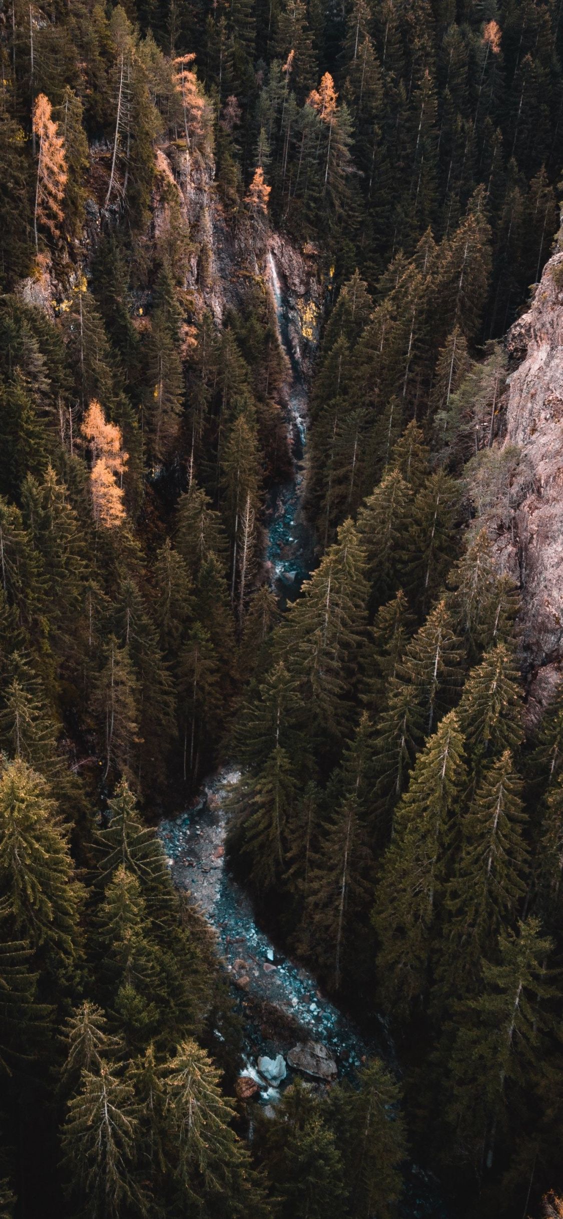 Vista aerea foresta di pini, torrente, 1125x2436 Full HD Verticale, iPhone