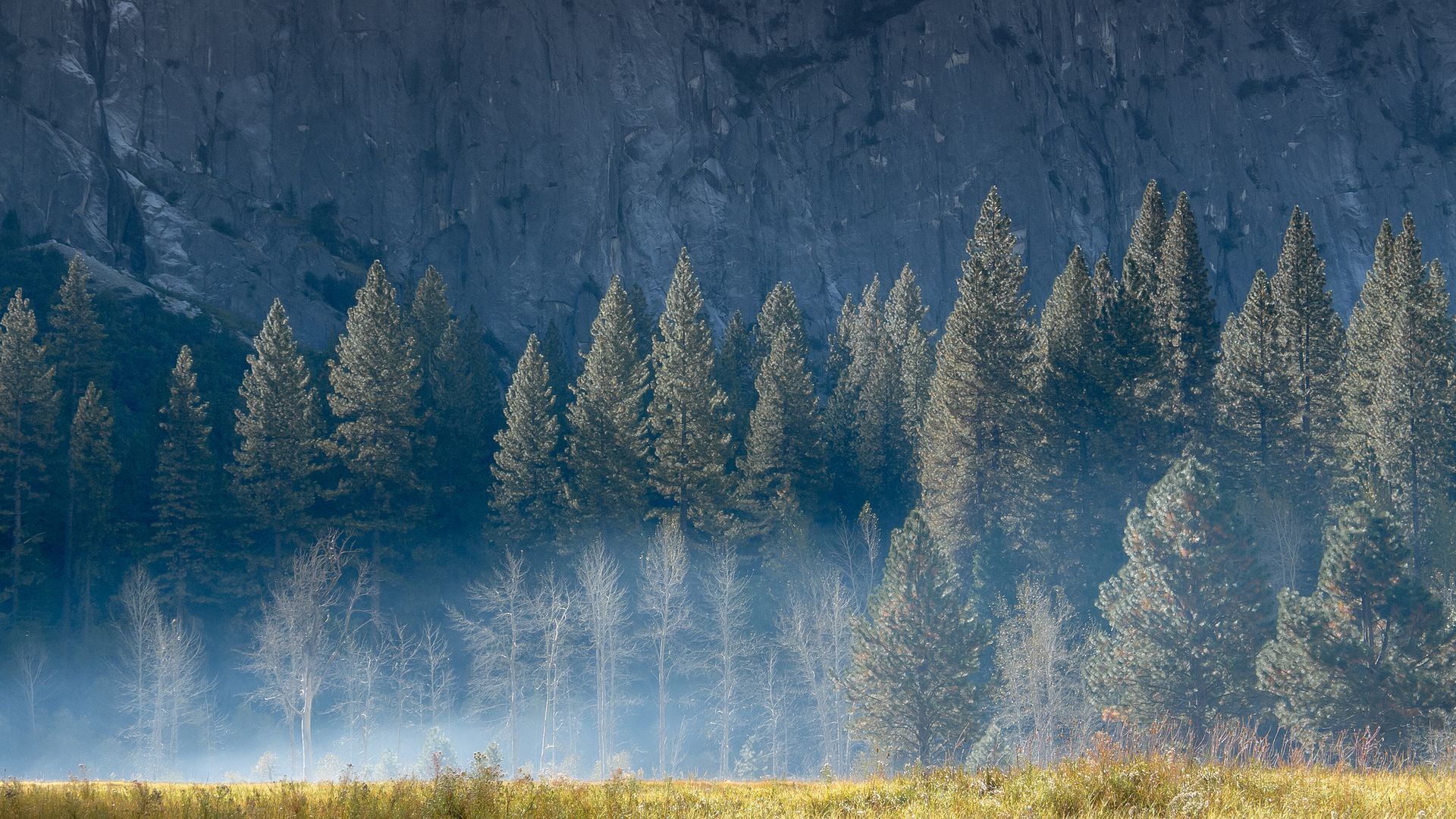 Foresta di pini con nebbia, 1920x1080 Full HD, Desktop