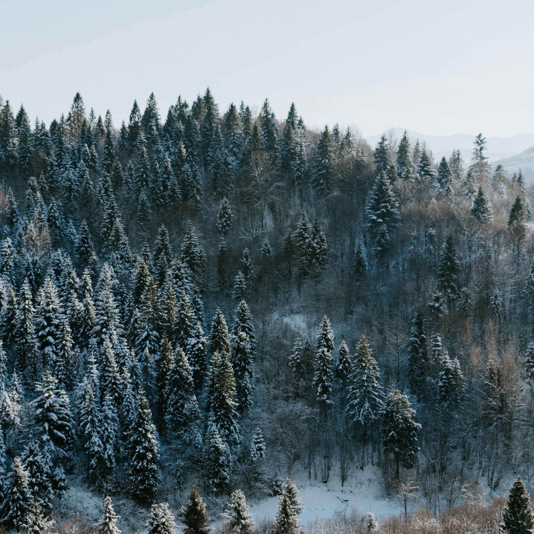 Foresta di pini innevata, 2248x2248 Hi-Res, iMac