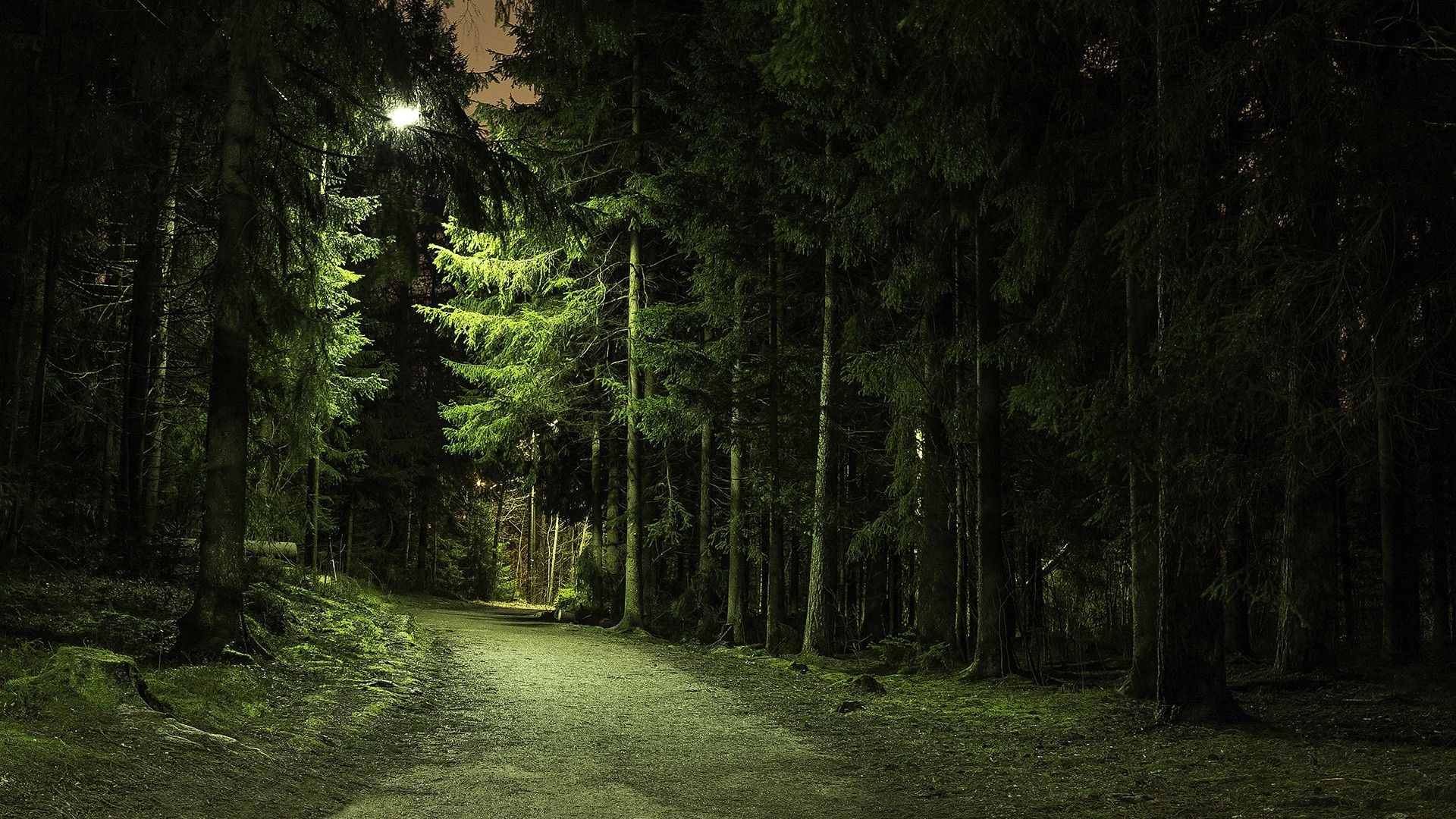 Sentiero foresta di pini notte, 1920x1080 Full HD 1080p, Desktop