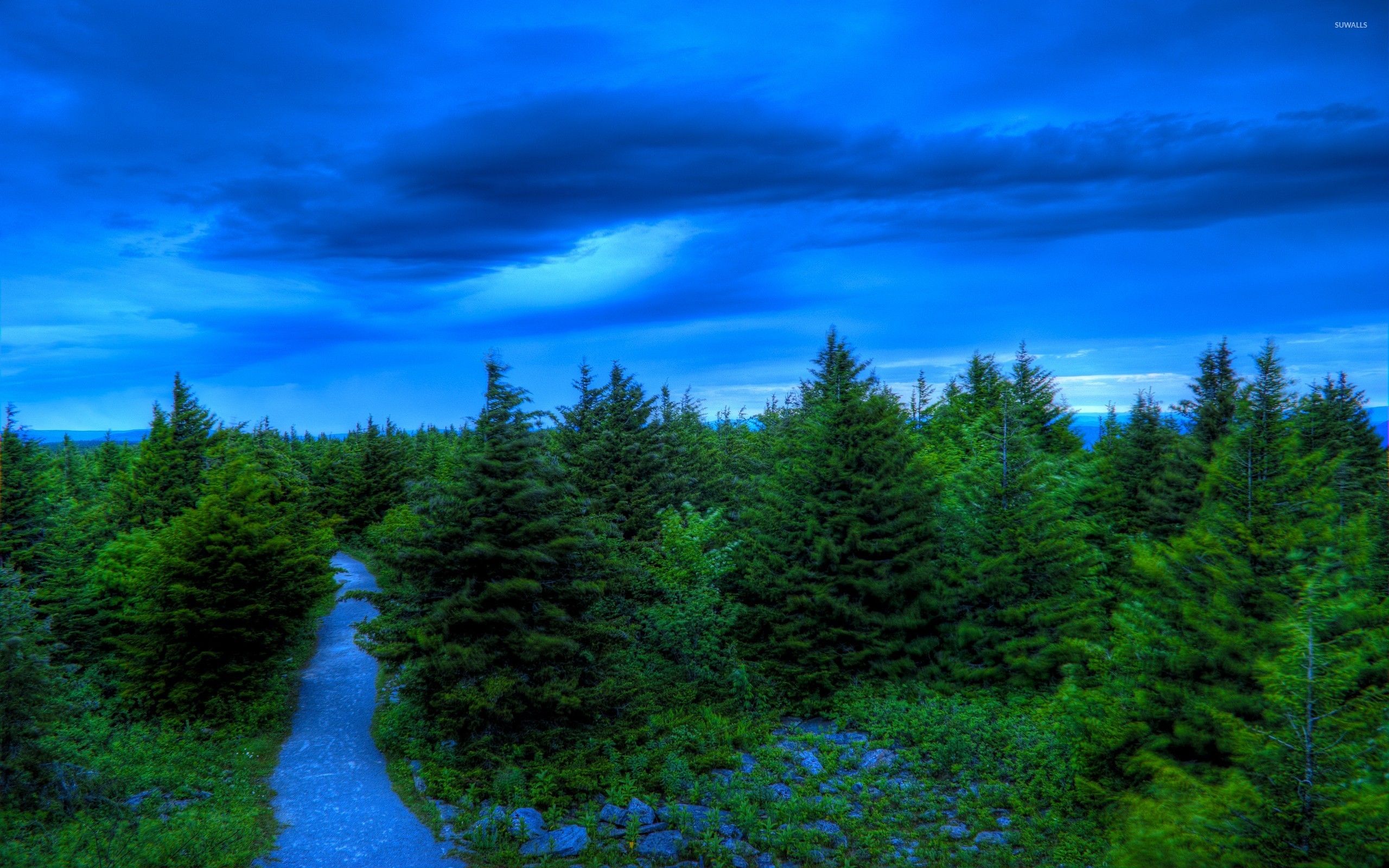 Sentiero tra foresta di pini, 2560x1600 WQXGA, PC
