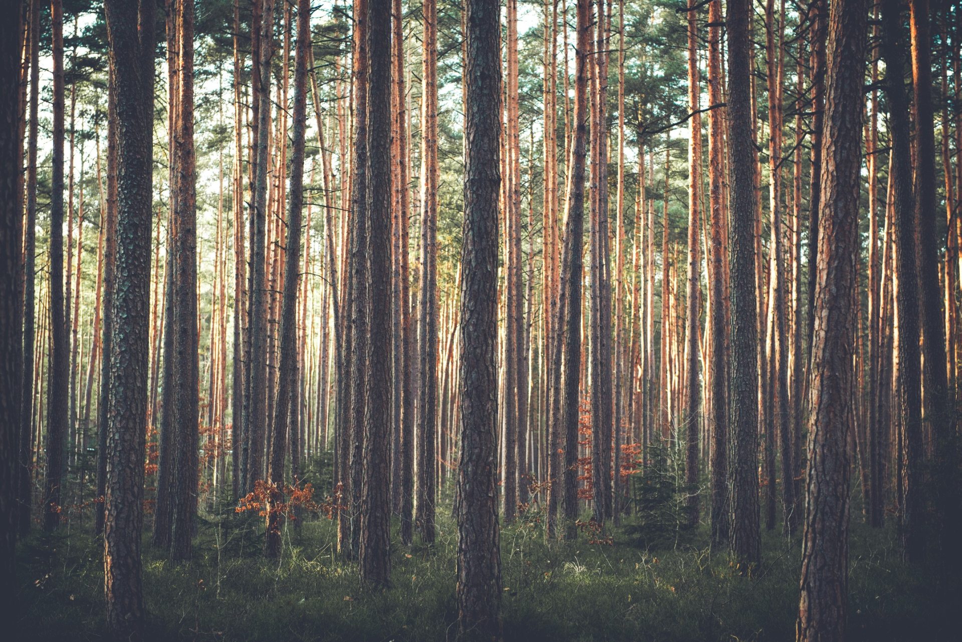 Foresta di pini fitta, 1920x1282 Full HD+ WUXGA, Desktop