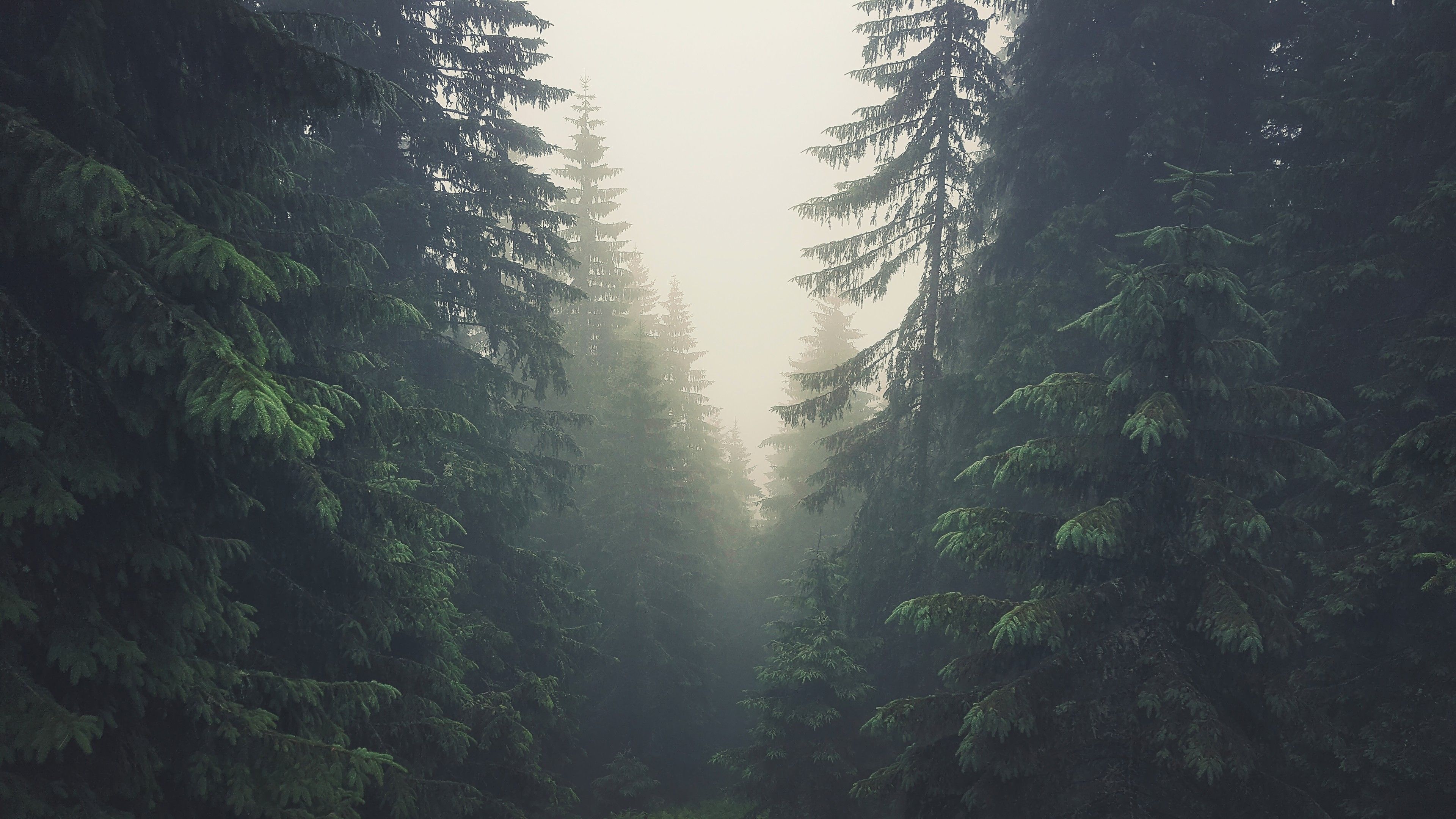 Foresta di pini nella nebbia, 3840x2160 Ultra HD, Monitor 4K