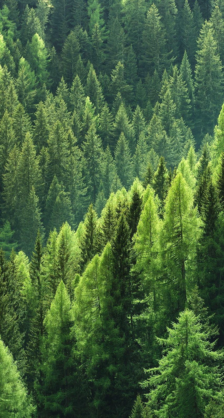 Foresta di pini verde, 854x1590 Verticale, Telefono