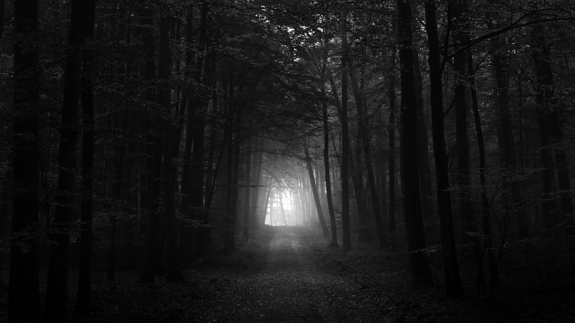 Foresta scura in bianco e nero, 1920x1080 Full HD 1080p, Desktop