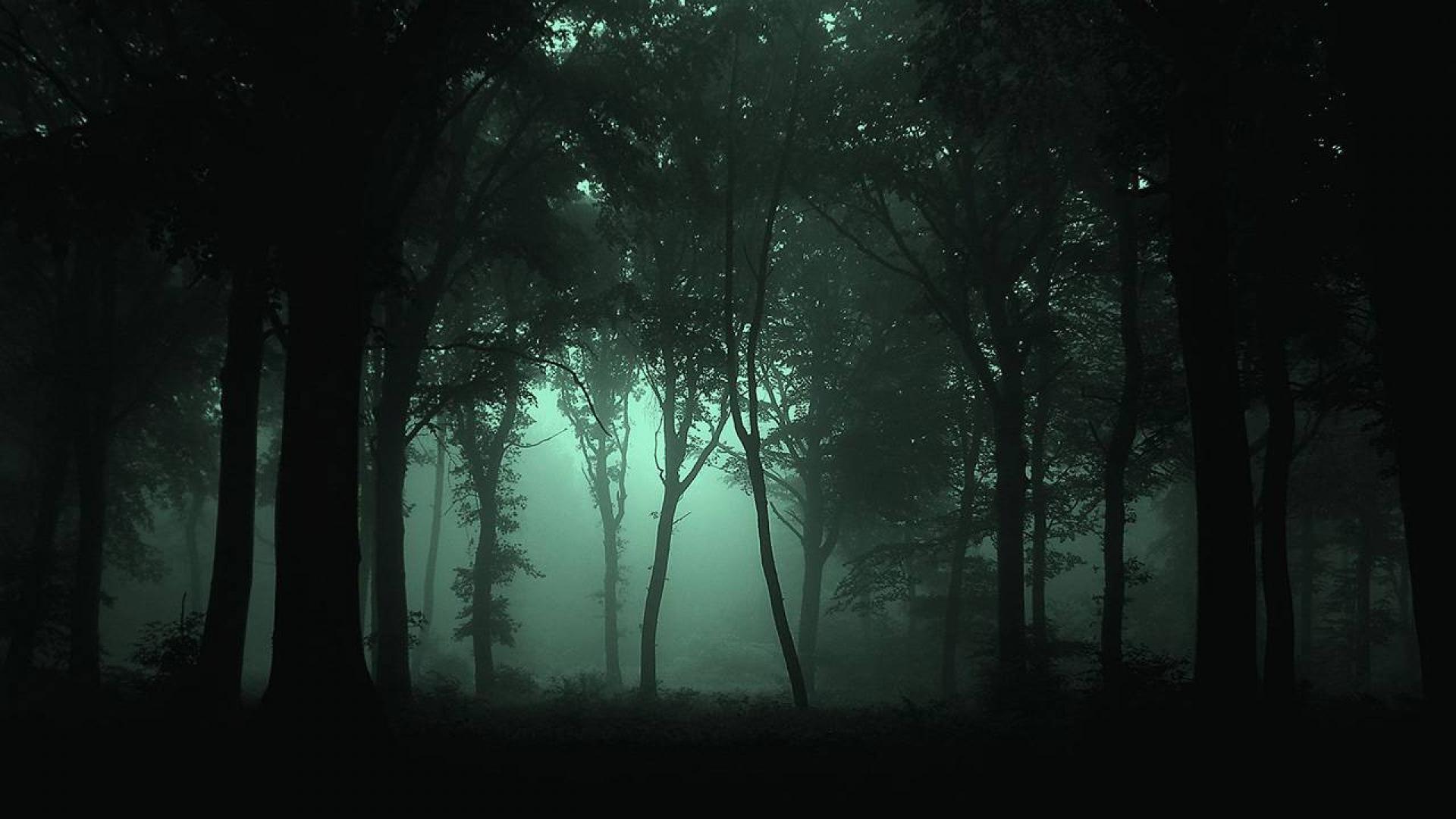 Foresta oscura nebbiosa verde, 1920x1080 1080p, PC