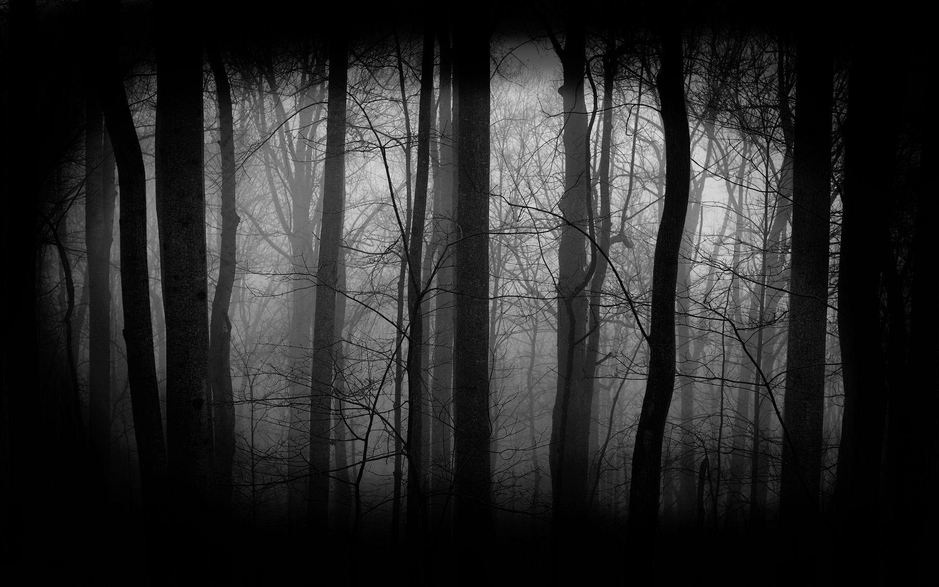 Foresta oscura silhouette alberi, 1920x1200 Full HD+, Laptop
