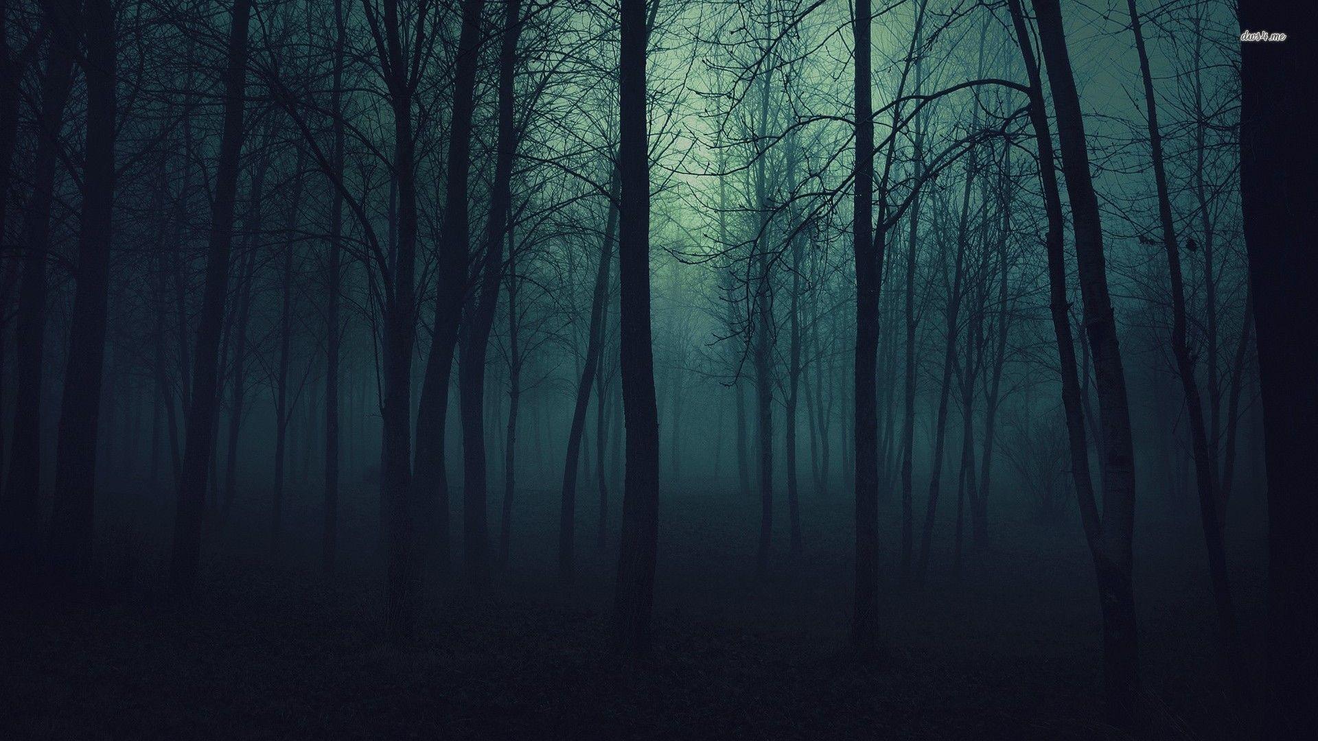 Foresta oscura nebbiosa notturna, 1920x1080 1080p, Desktop