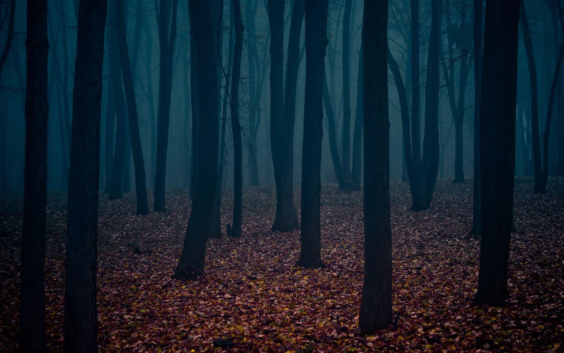 Foresta scura nebbiosa, 1920x1200 Full HD+, Desktop