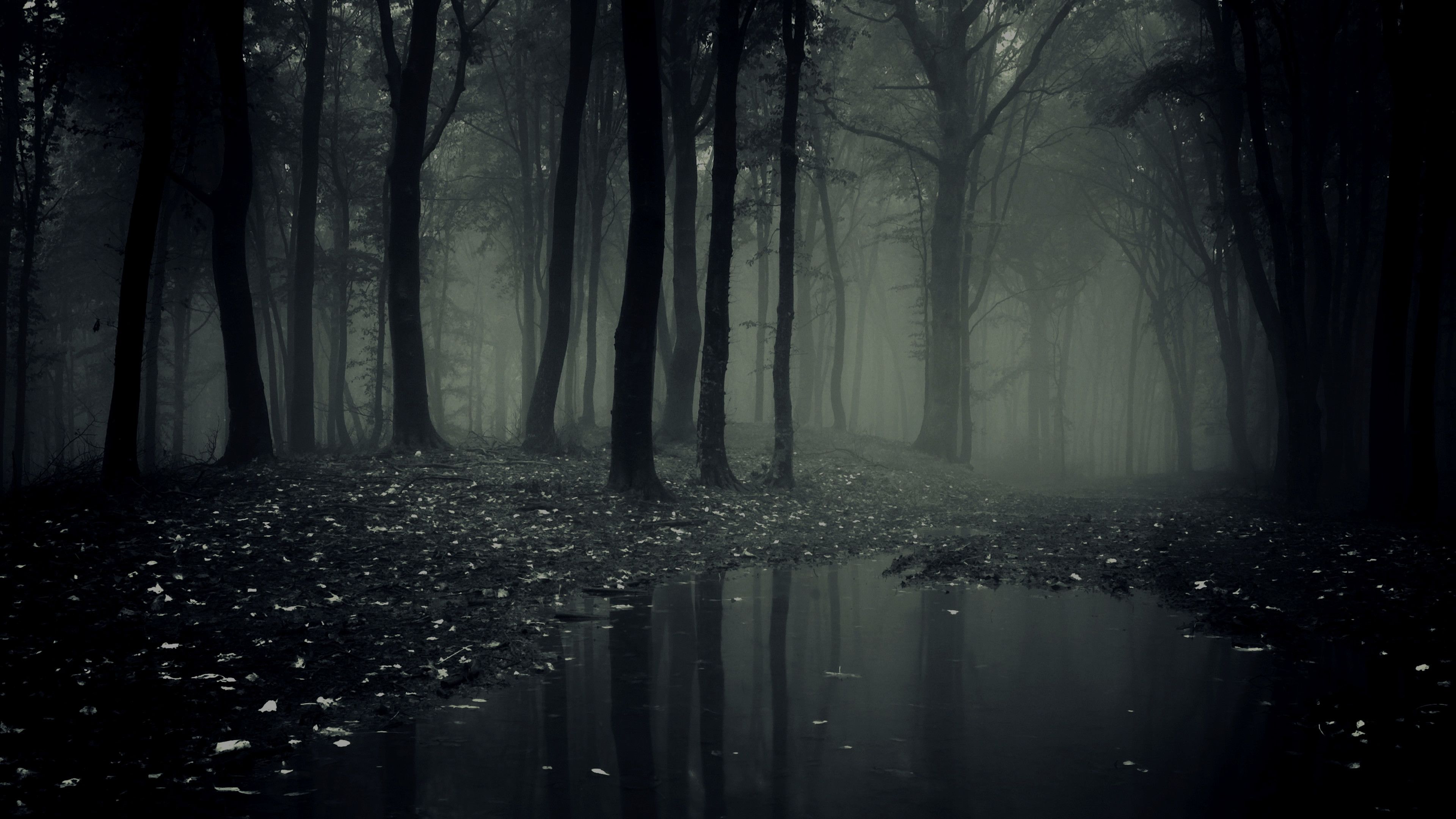Foresta scura nebbiosa notturna, 3840x2160 4K, Monitor 4K