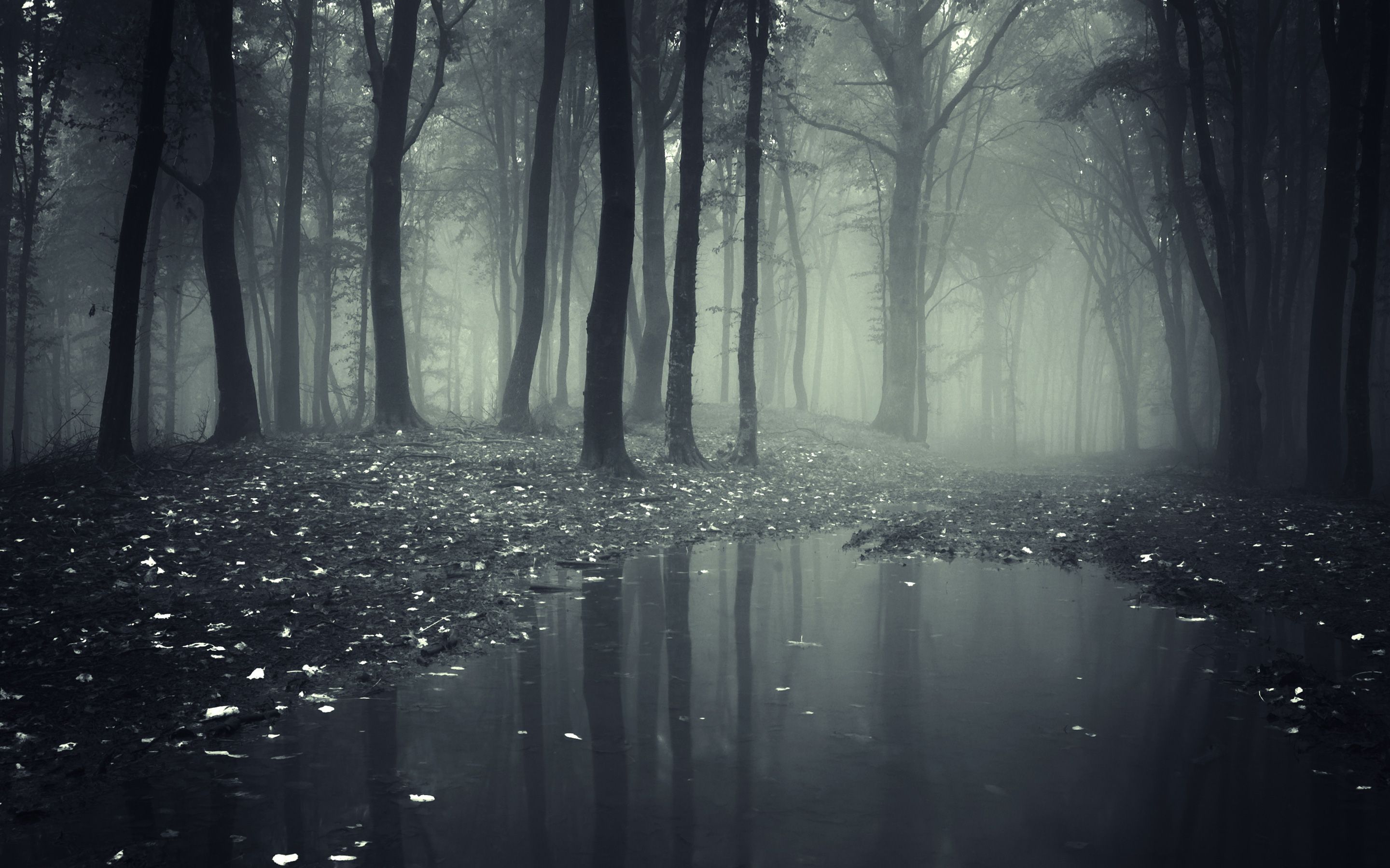 foresta oscura nebbiosa con pozza, 2880x1800 2K, Desktop