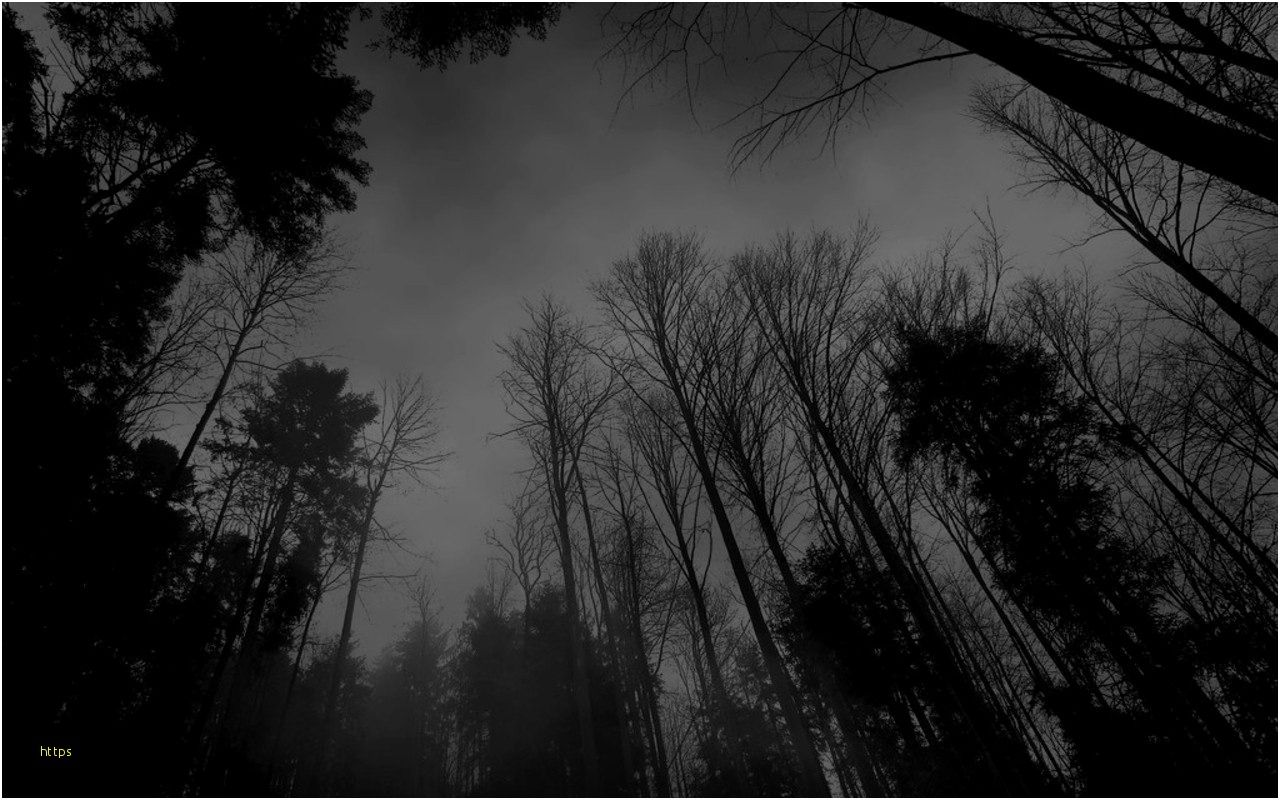 Foresta scura bianco e nero, 1280x800 HD, Desktop
