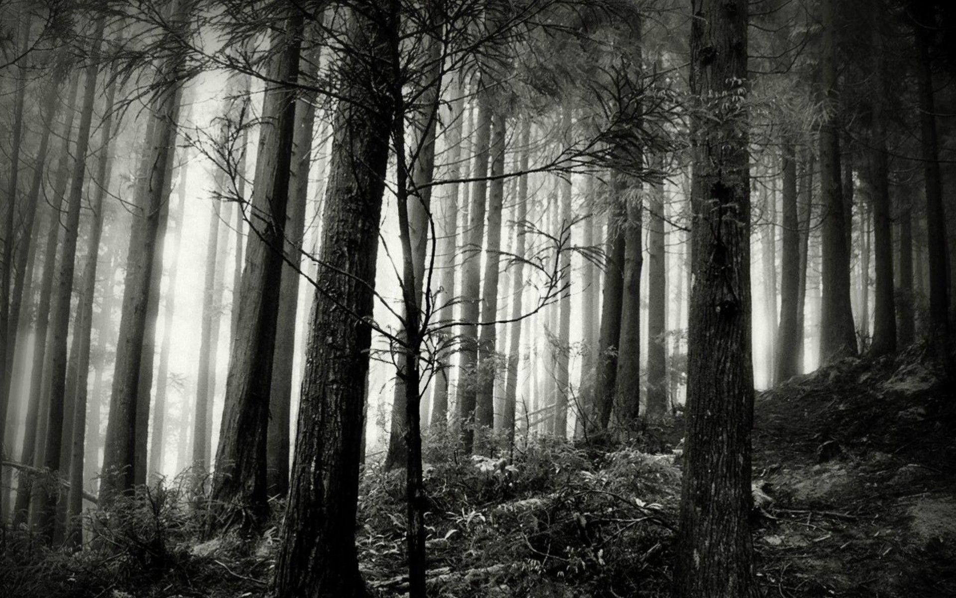 Foresta scura in bianco e nero, 1920x1200 Full HD+, PC