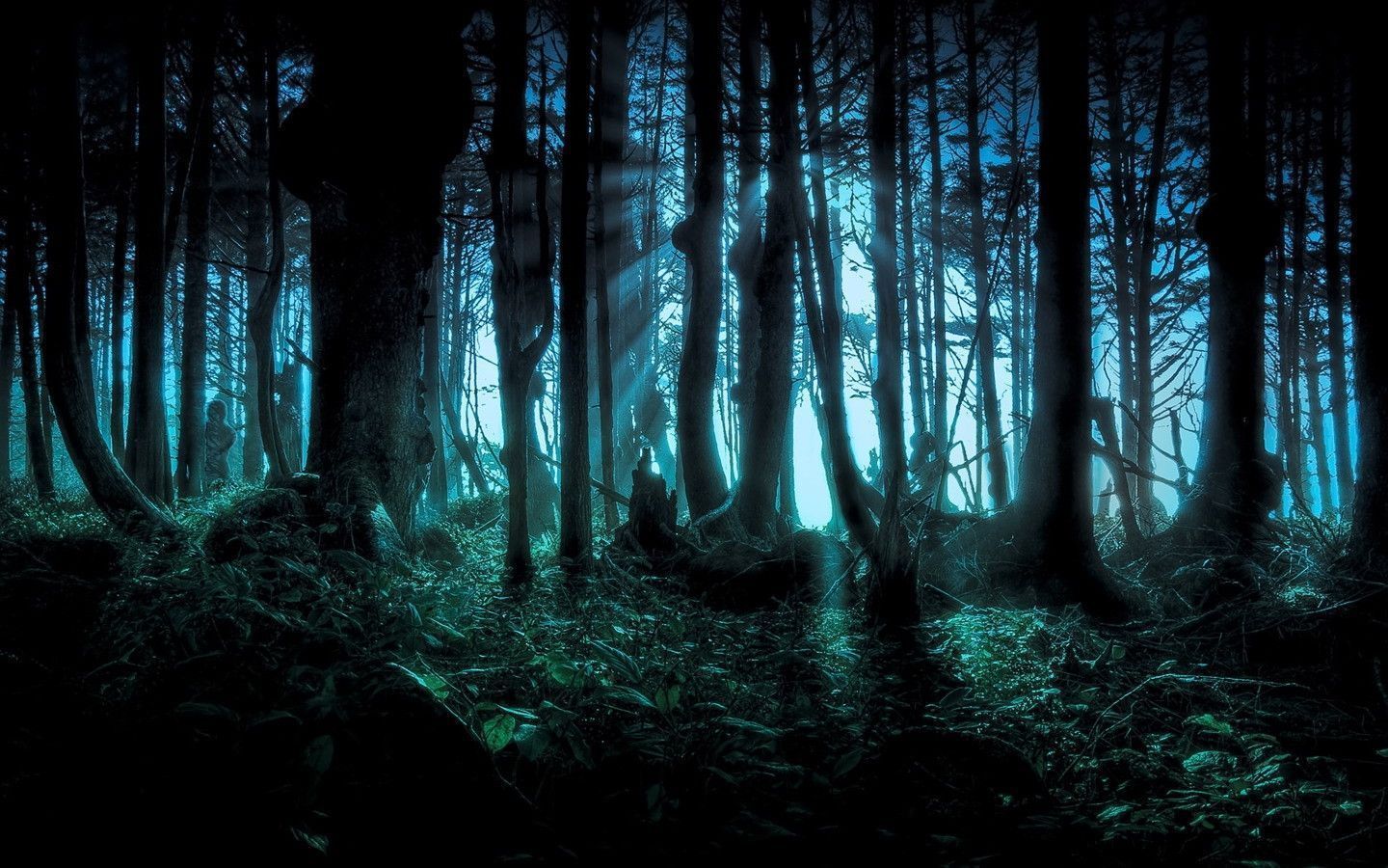 Foresta scura con luce, 1440x900 HD, Desktop