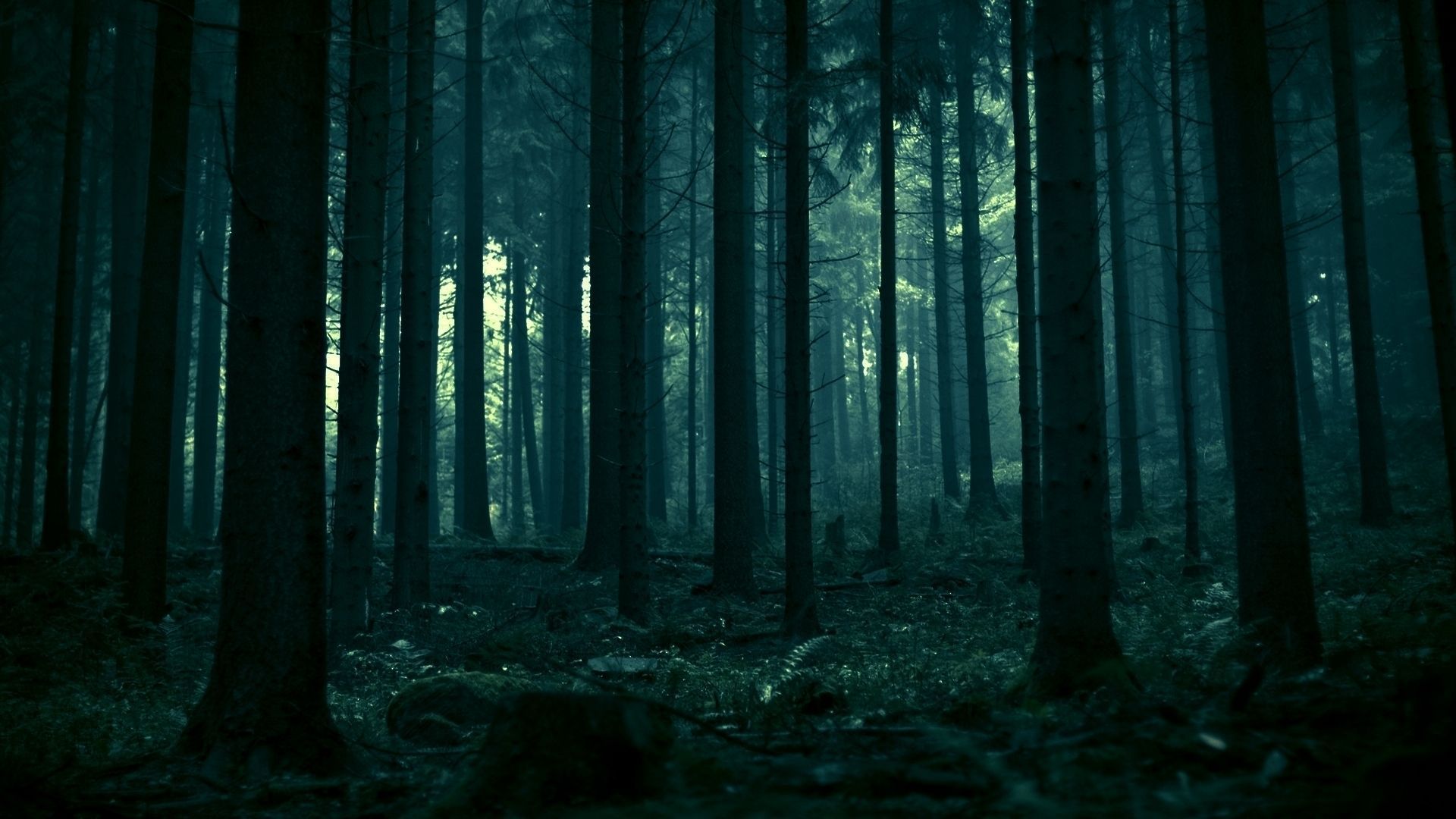 Foresta scura misteriosa notturna, 1920x1080 1080p, PC Desktop