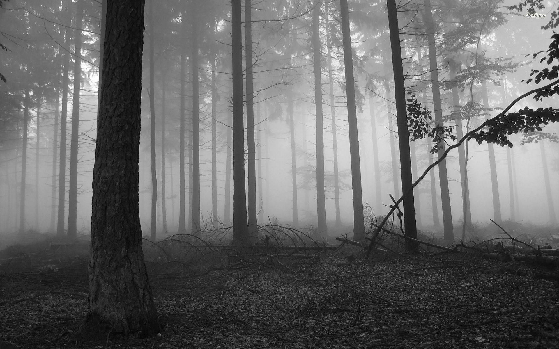 Foresta nebbiosa in bianco e nero, 1920x1200 Full HD+ WUXGA, iMac