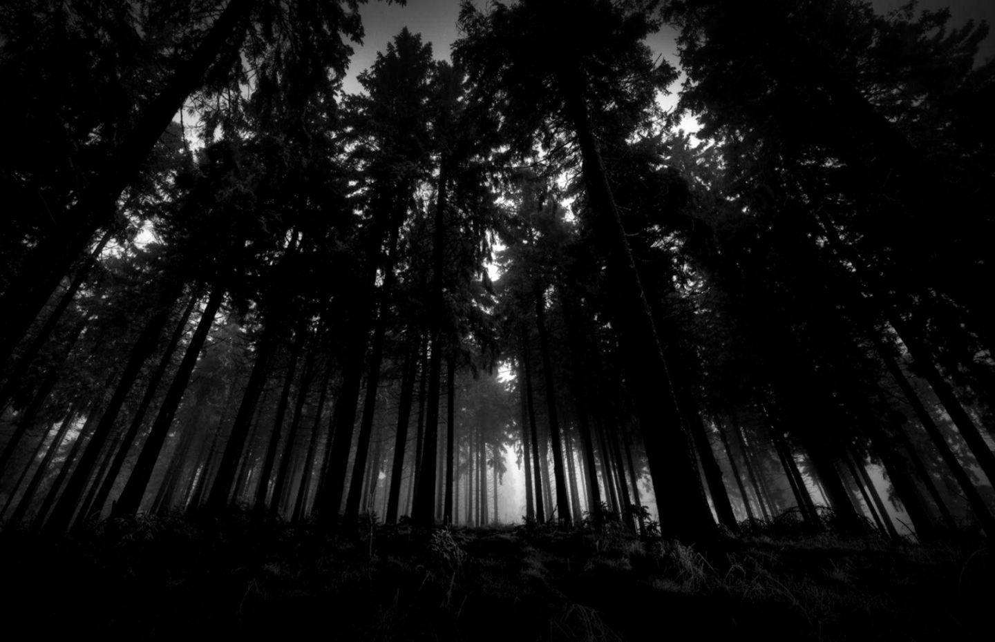 Foresta scura alberi silhouette, 1440x930 HD, Desktop