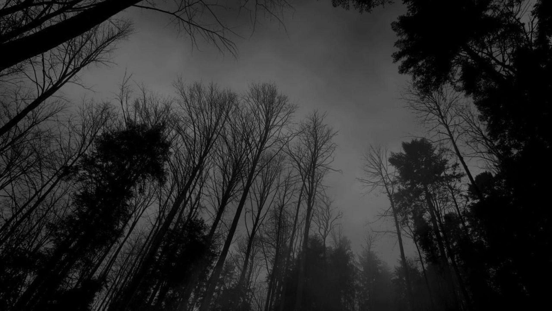 Foresta oscura inquietante, alberi spogli, 1920x1080 1080p, PC