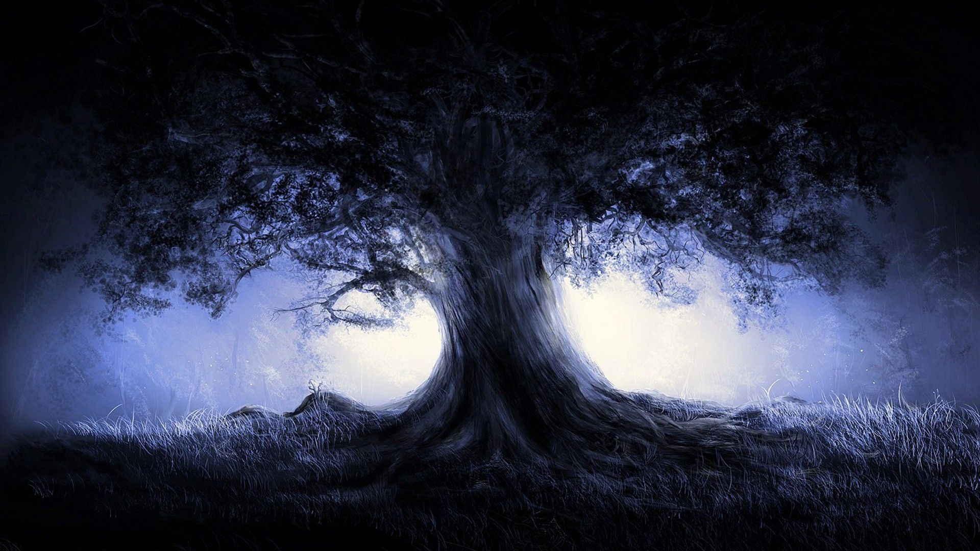 Alberi scuri foresta nebbiosa, 1920x1080 Full HD, Laptop