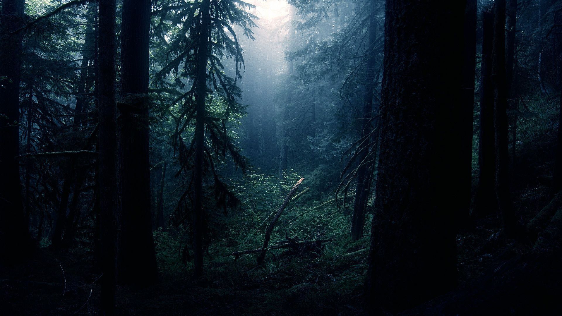 Foresta oscura nebbiosa notturna, 1920x1080 Full HD 1080p, Desktop