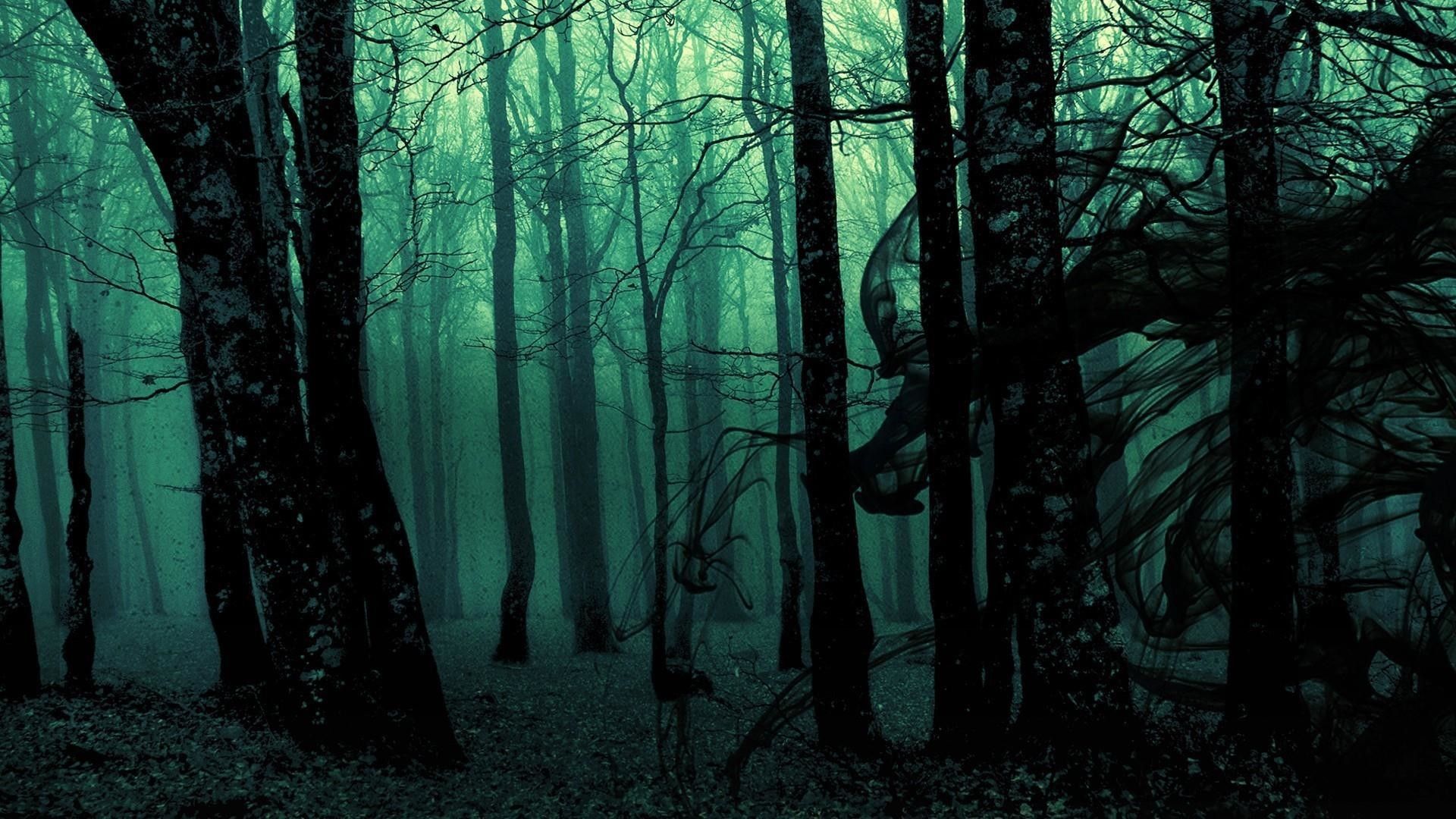 foresta oscura nebbiosa verde, 1920x1080 Full HD, Desktop