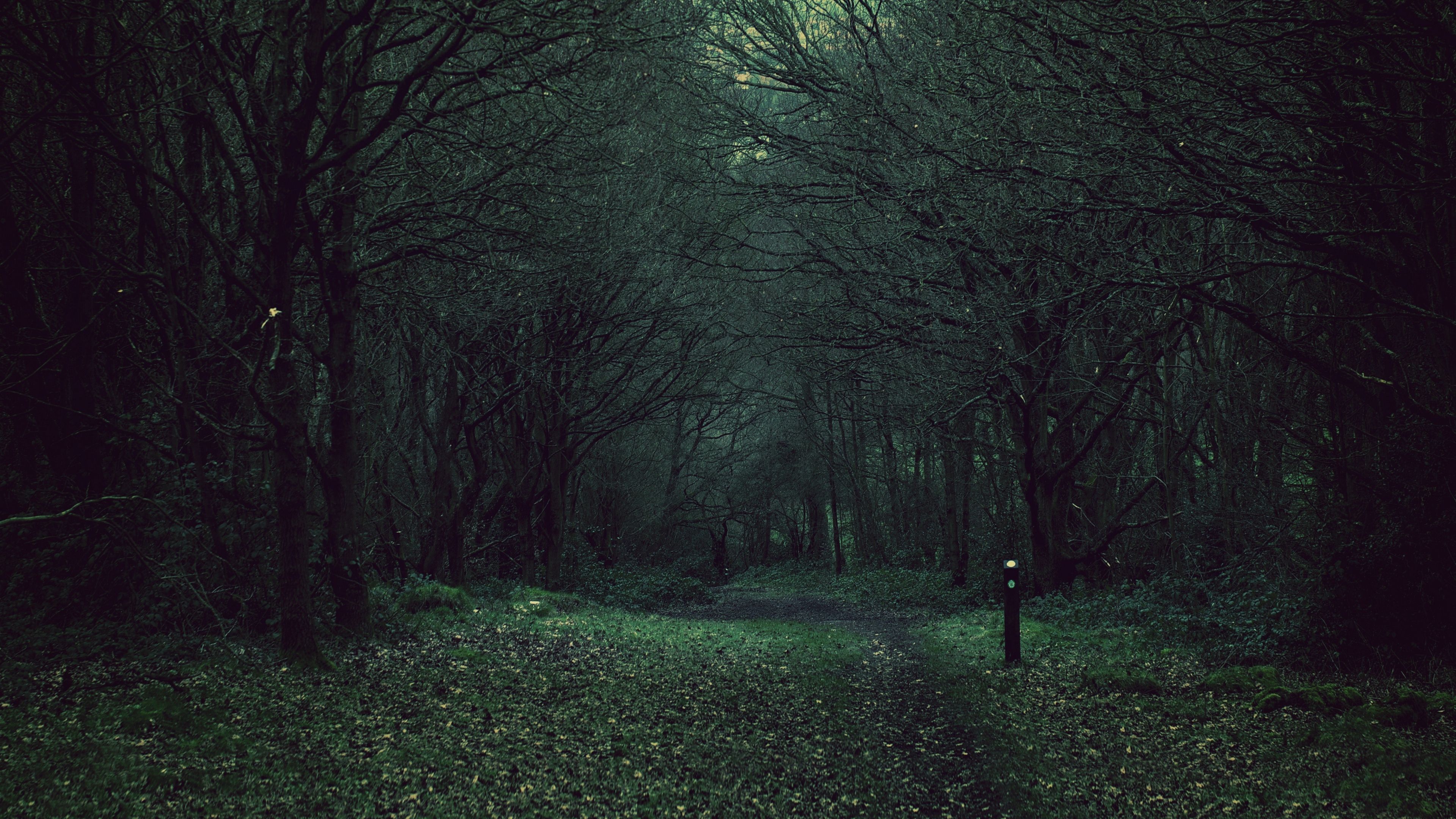 Foresta scura sentiero notturno, 3840x2160 UHD, PC 4K