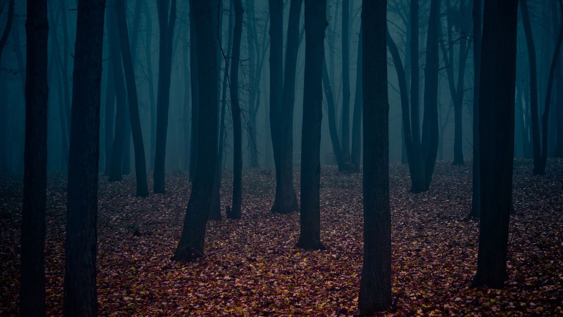 Foresta oscura nebbiosa notturna, 1920x1080 Full HD, Desktop