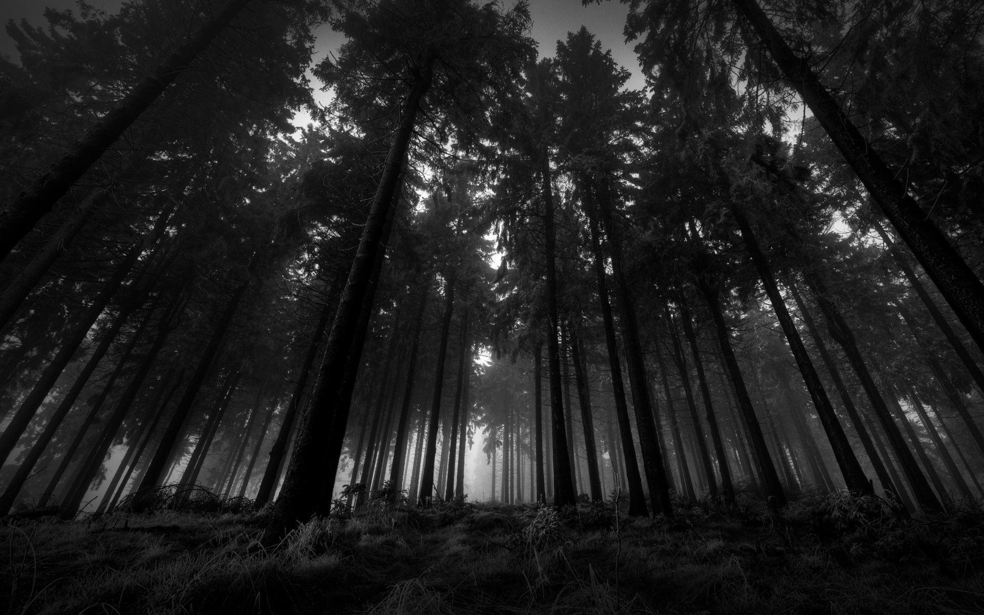 Foresta scura in bianco e nero, 1920x1200 WUXGA, Laptop