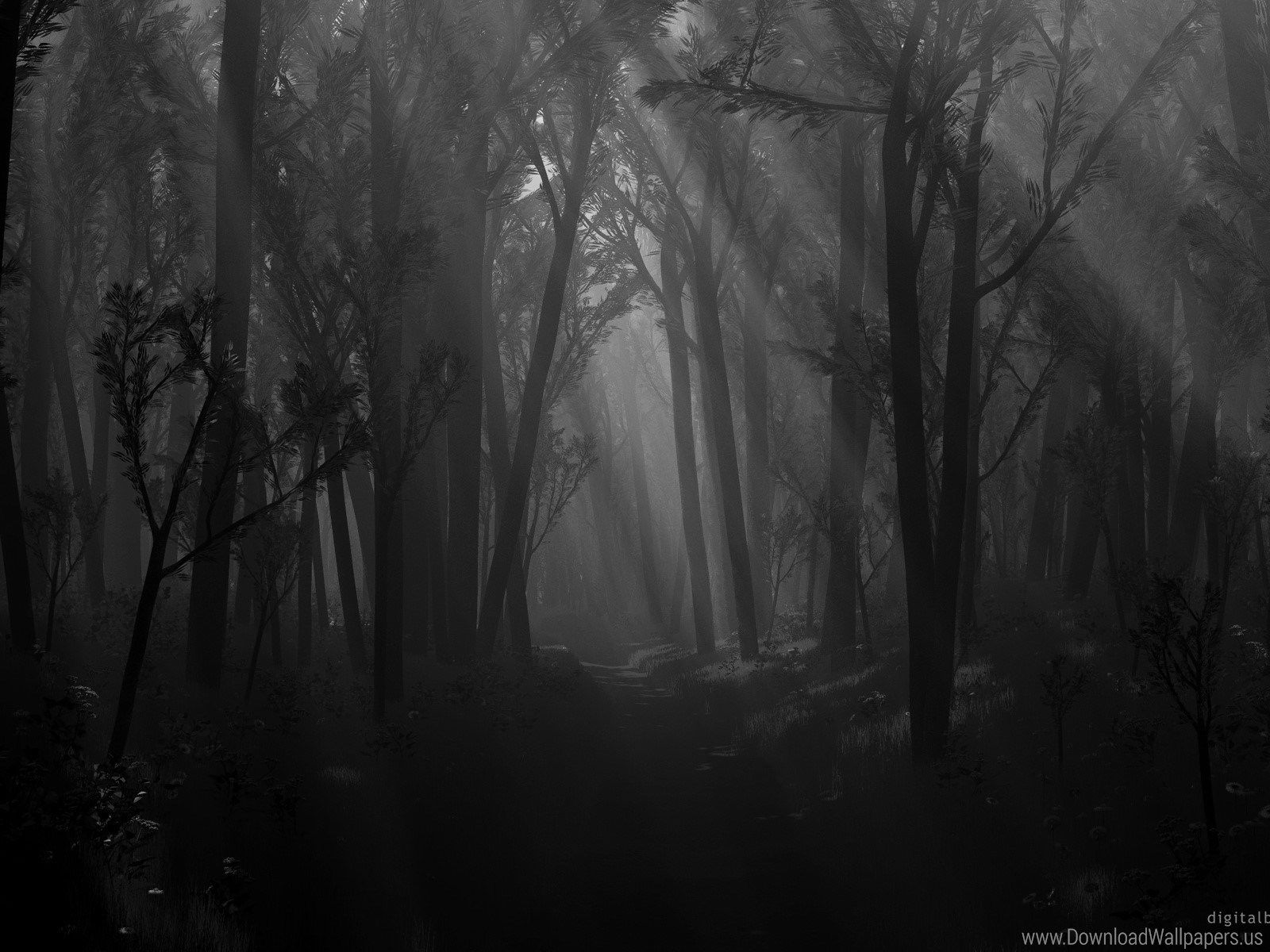 Foresta scura nebbiosa monocromatica, 1600x1200 HD Ready, Desktop