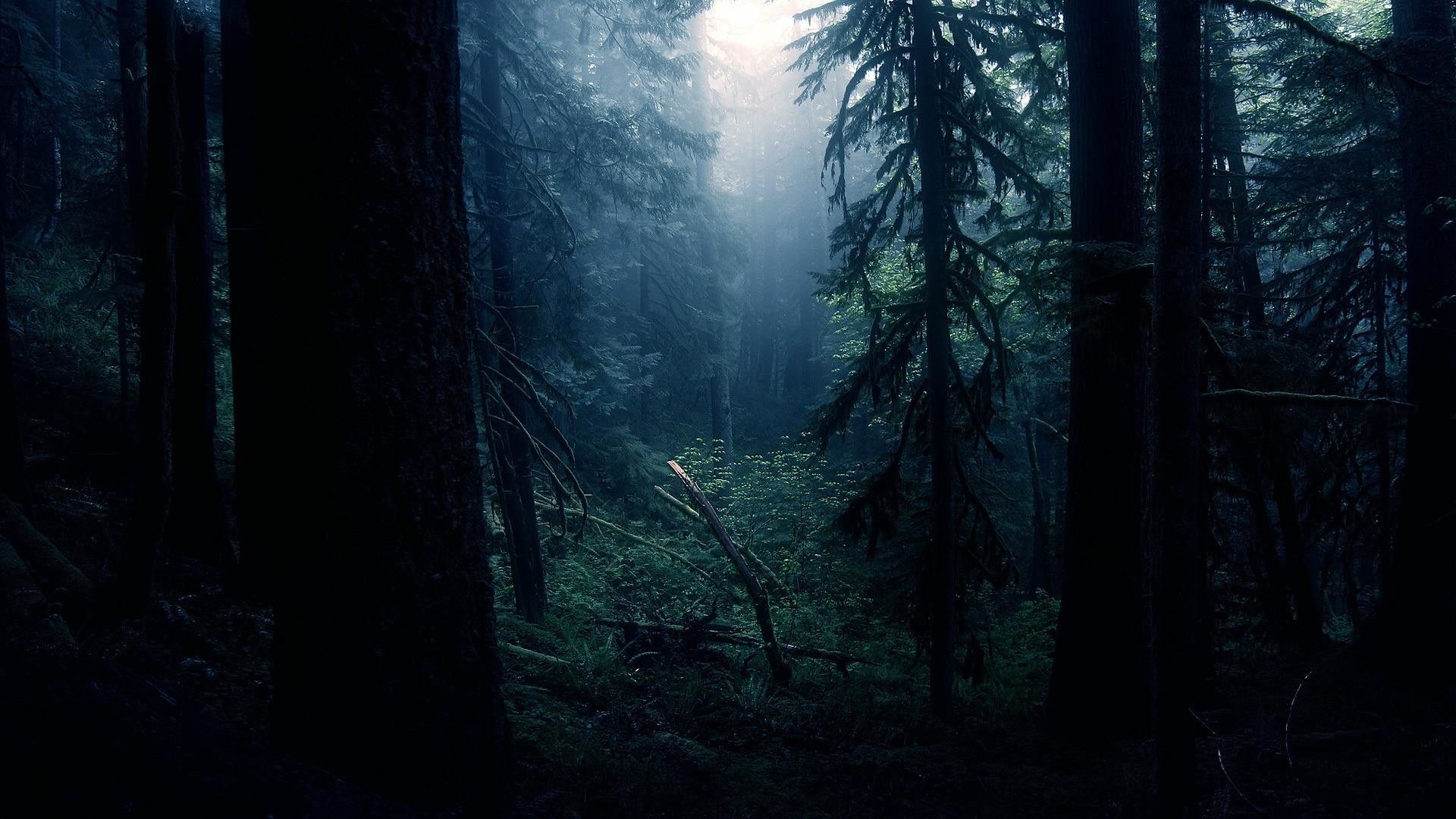 Foresta scura nebbiosa, 1920x1080 1080p, Desktop