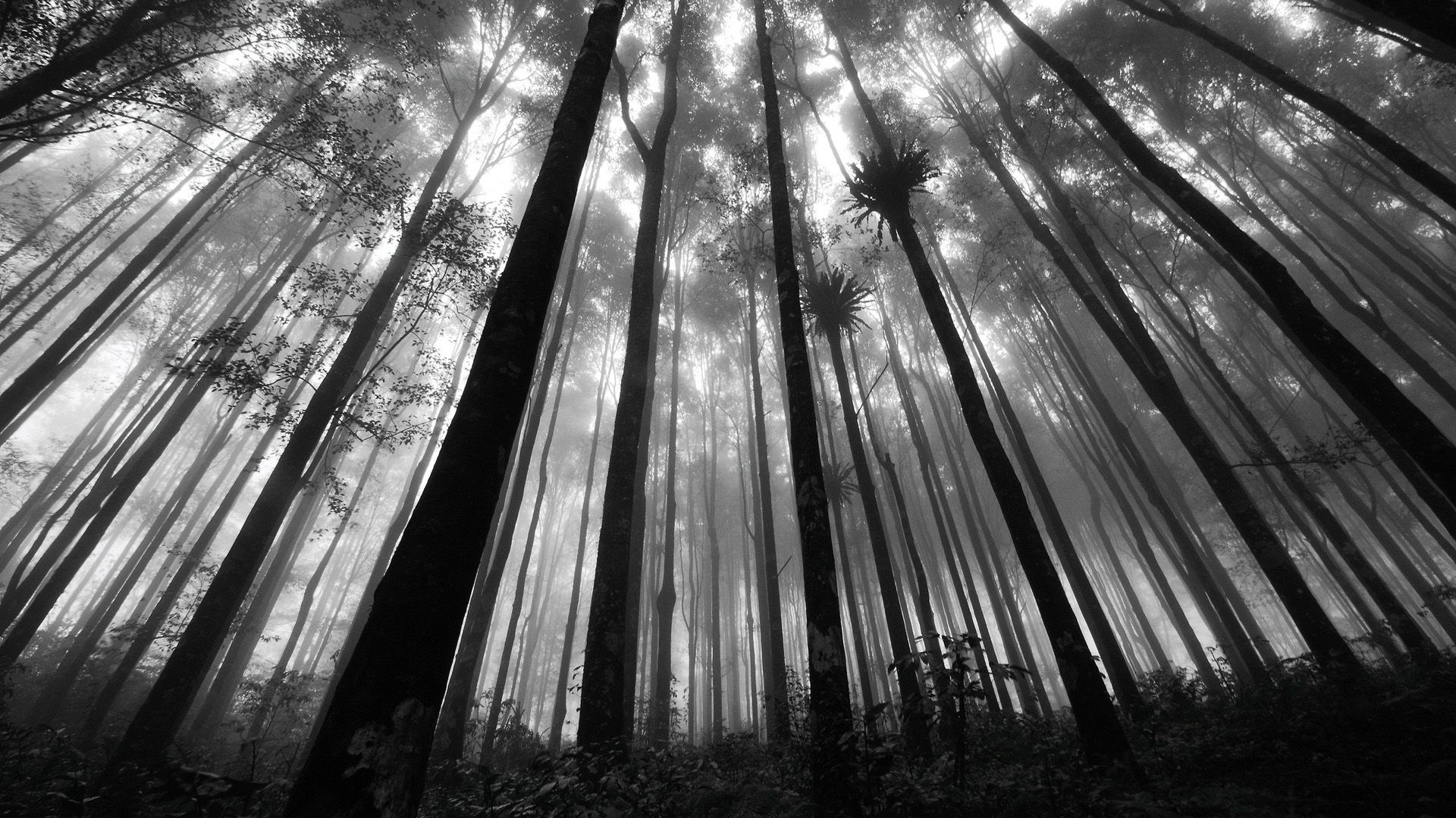 Foresta nebbiosa bianco e nero, 1920x1080 Full HD 1080p, PC Desktop
