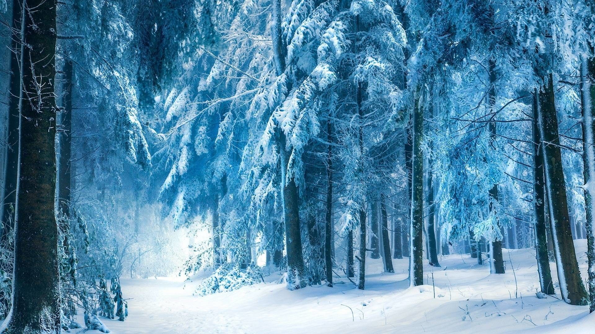 Foresta innevata blu invernale, 1920x1080 Full HD, Desktop