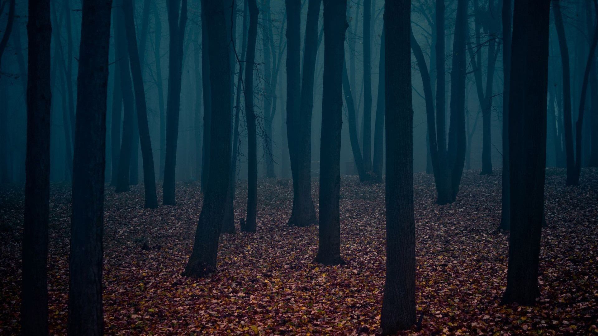 Foresta scura nebbiosa, 1920x1080 1080p, PC