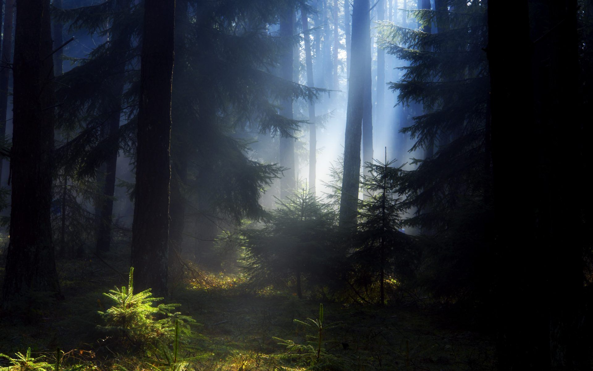 Foresta scura con luce, 1920x1200 WUXGA, Desktop