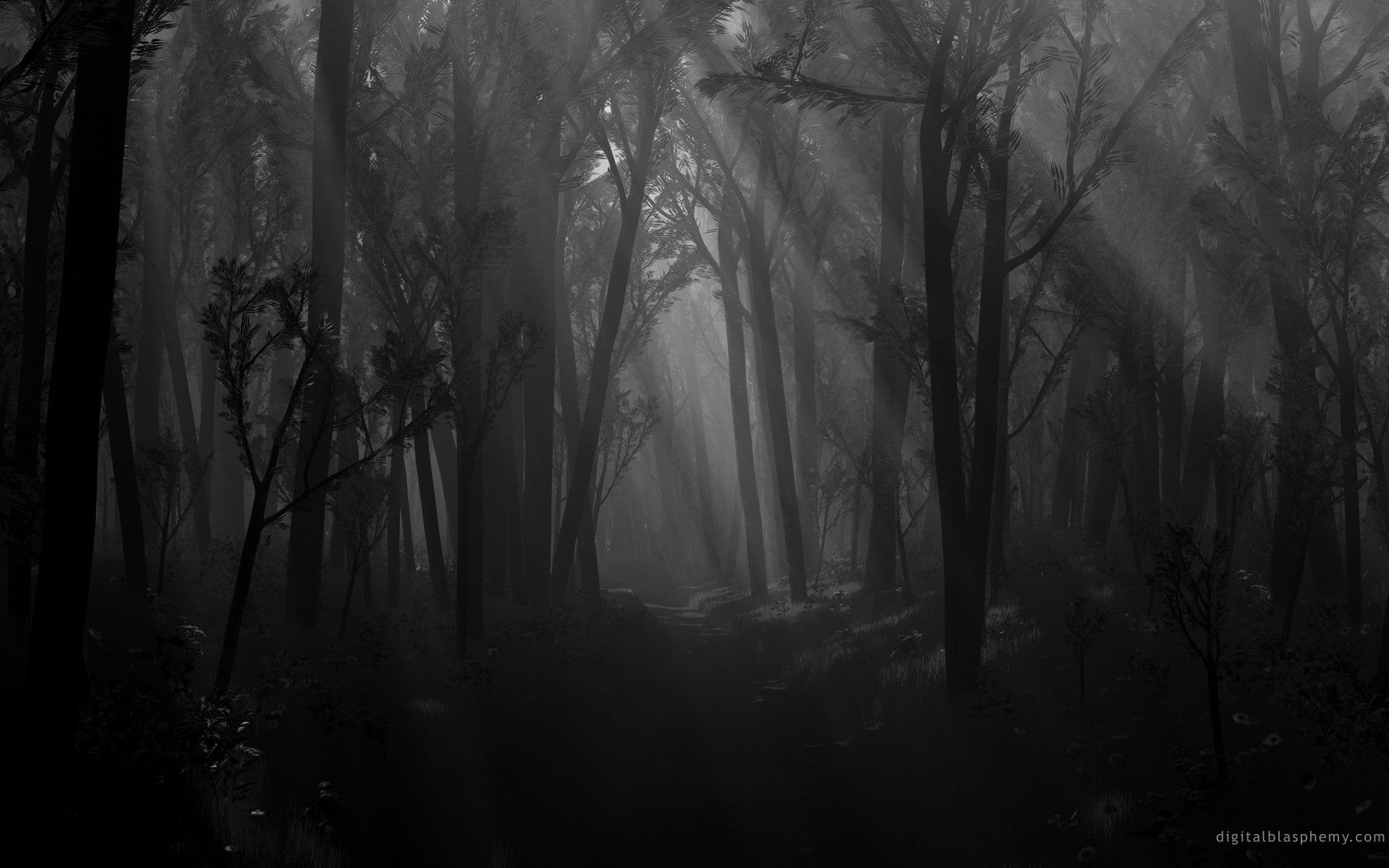 Foresta scura con raggi luce, 1920x1200 Full HD+, PC Desktop