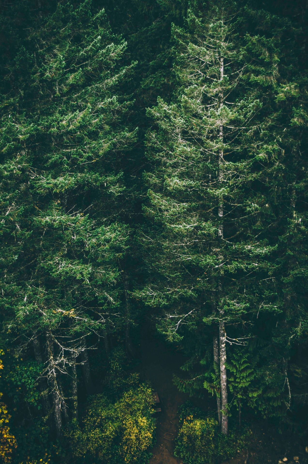 Foresta di pini verdi, 1272x1920 Verticale, iPhone Pro