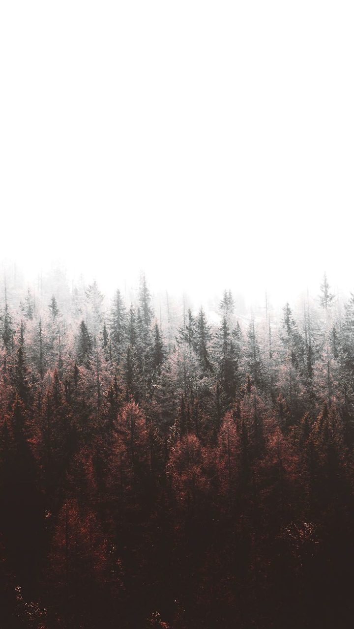 Foresta nebbiosa alberi scuri, 720x1280 Verticale, iPhone