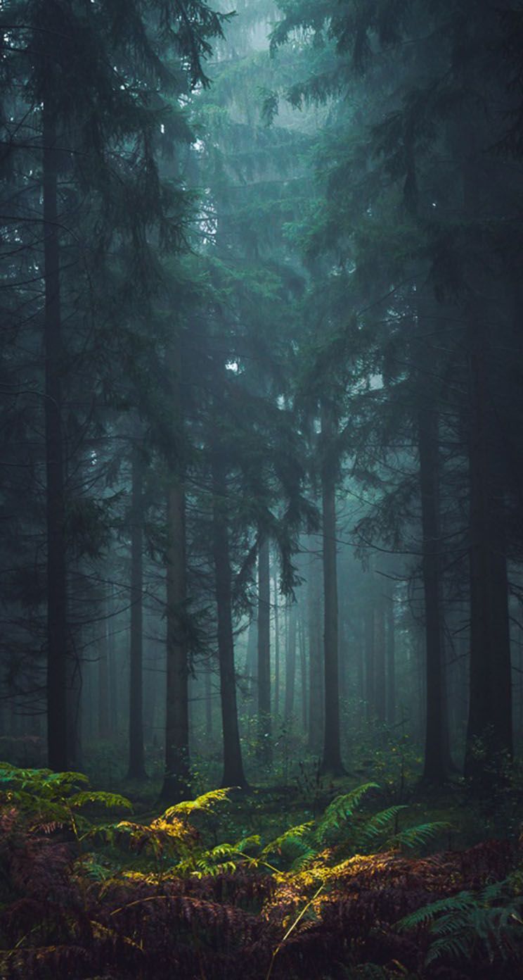 Foresta nebbiosa scura, 744x1392 Full HD Verticale, iPhone Air