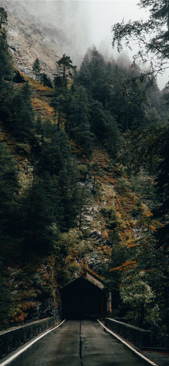 Foresta verde con luce soffusa, 1242x2208 Full HD Verticale, iPhone