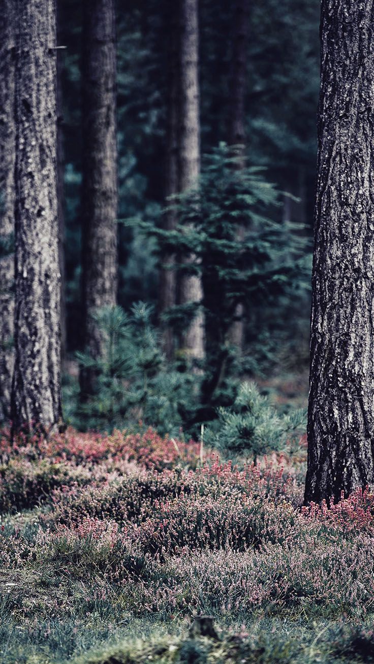 Foresta con sottobosco viola, 736x1308 Full HD Verticale, iPhone Air