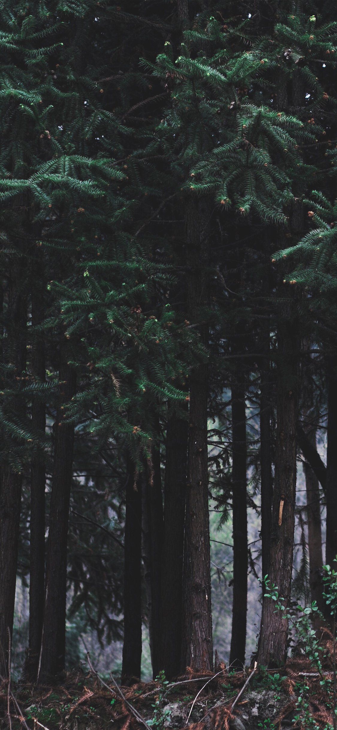 Foresta notturna con stelle, 1125x2436 Full HD Verticale, iPhone Plus