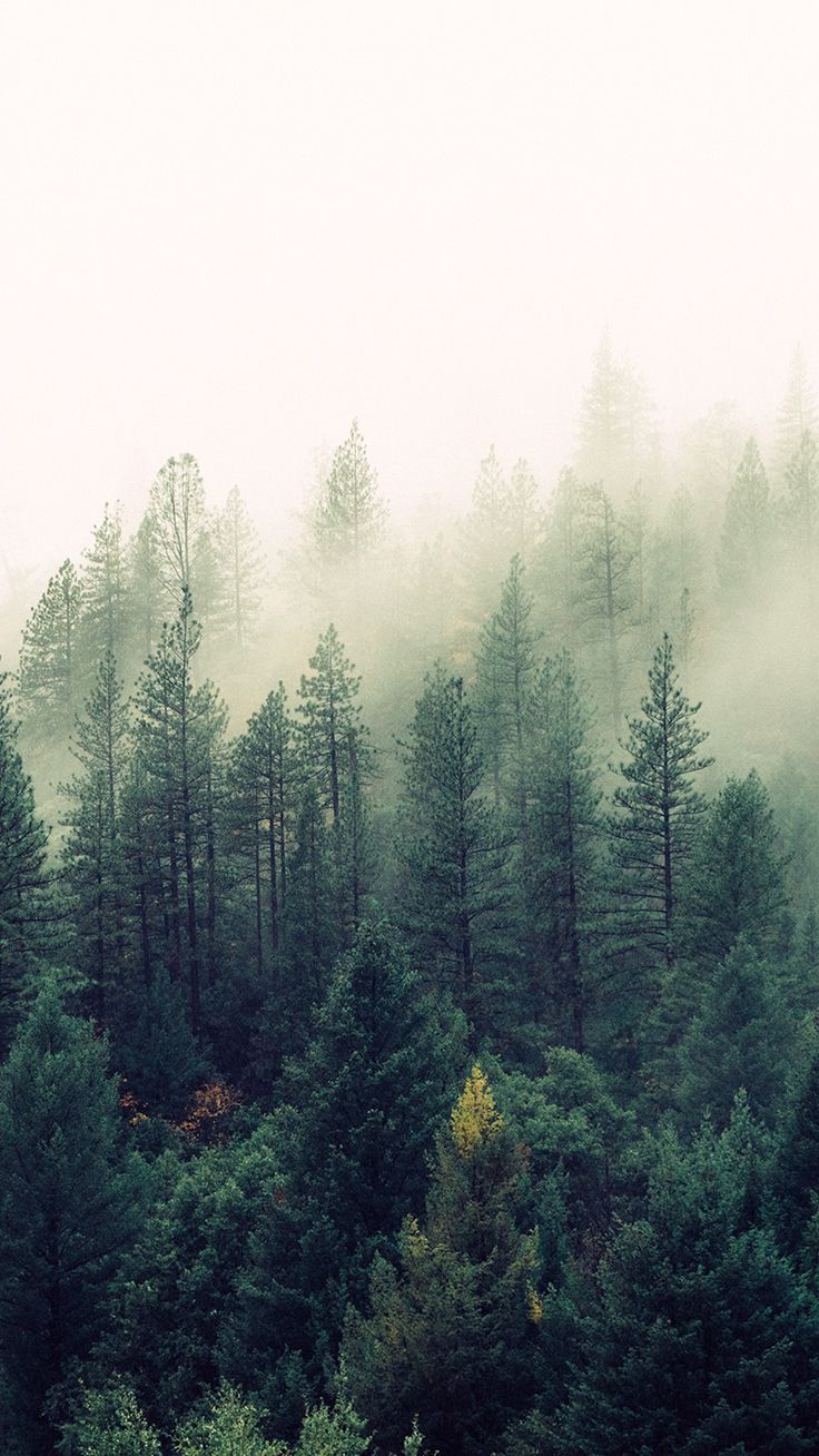Foresta di conifere nella nebbia, 736x1308 Full HD Verticale, iPhone