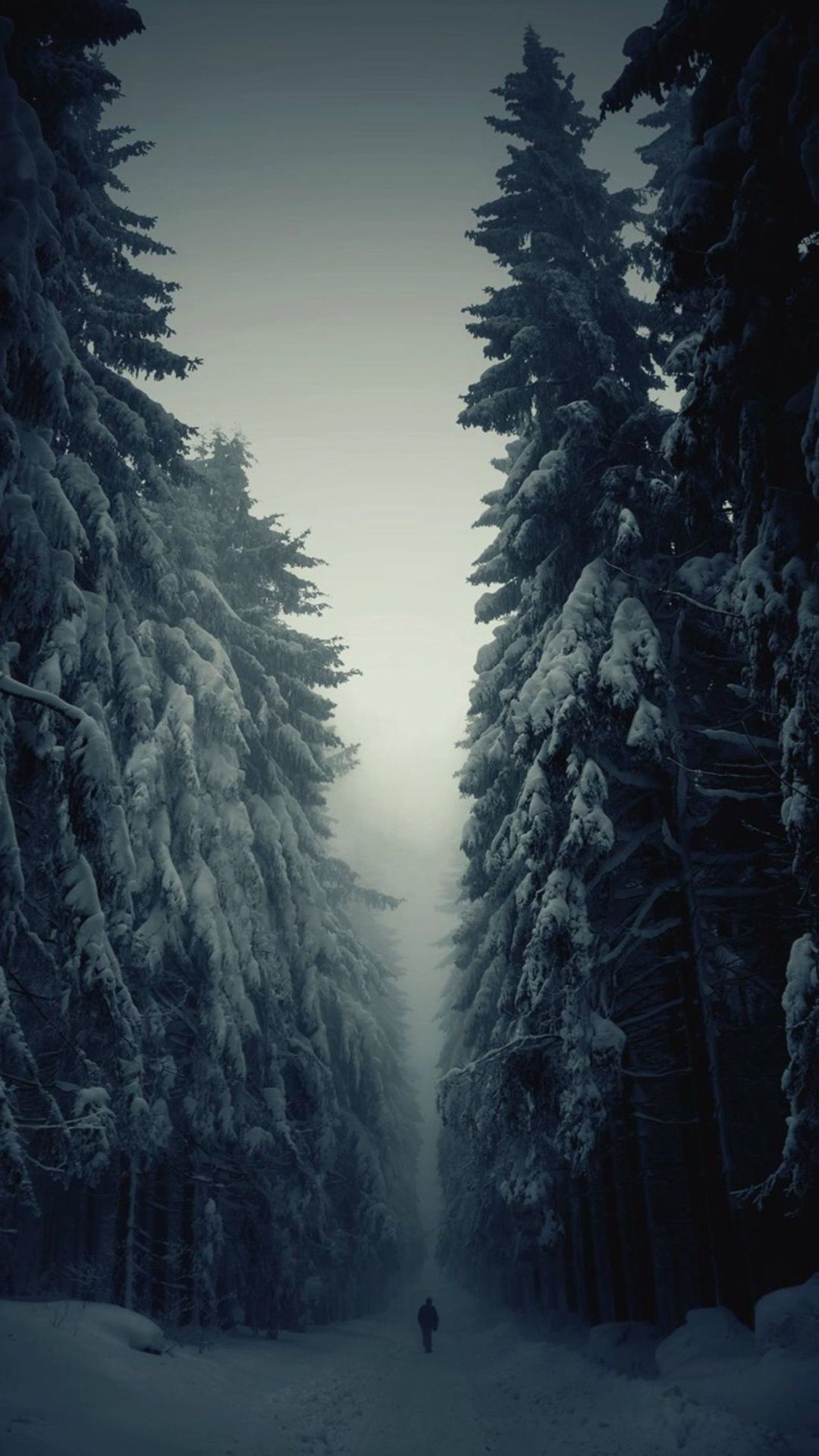 Sentiero nel bosco, sole tra alberi, 1125x2436 Full HD Verticale, iPhone Air