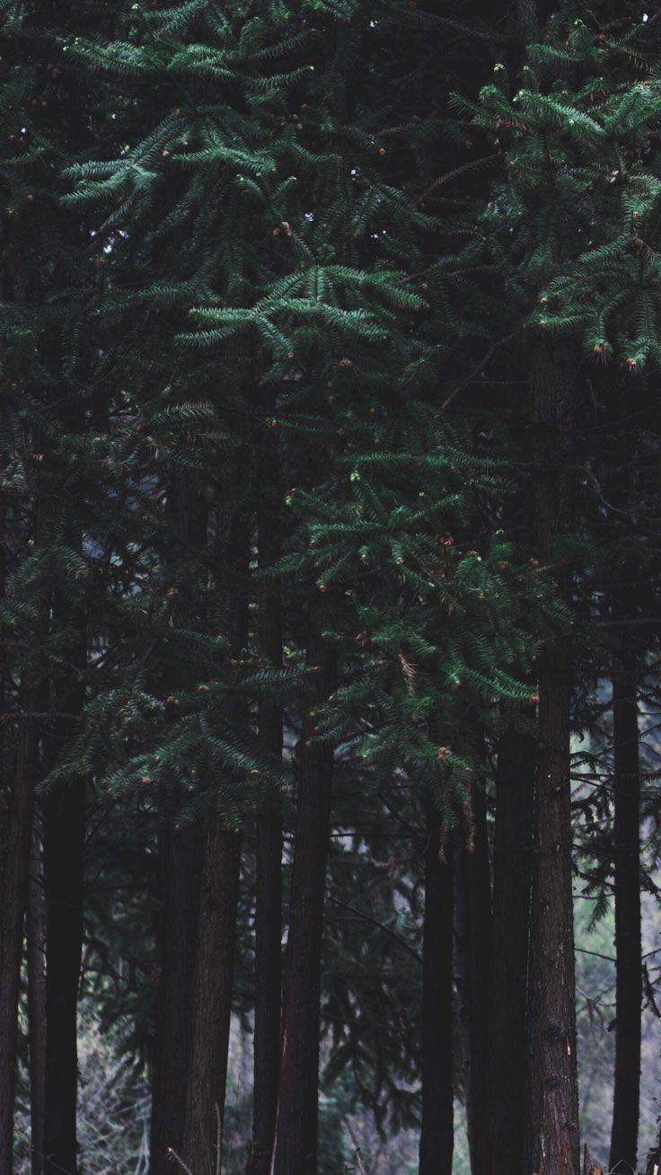 Foresta di pini scura, 736x1308 Verticale, iPhone Plus