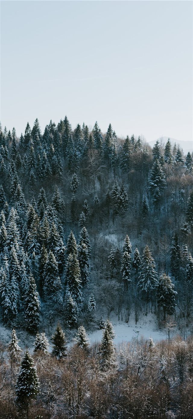 Foresta con ruscello tra rocce, 1125x2436 Verticale, iPhone Pro Max