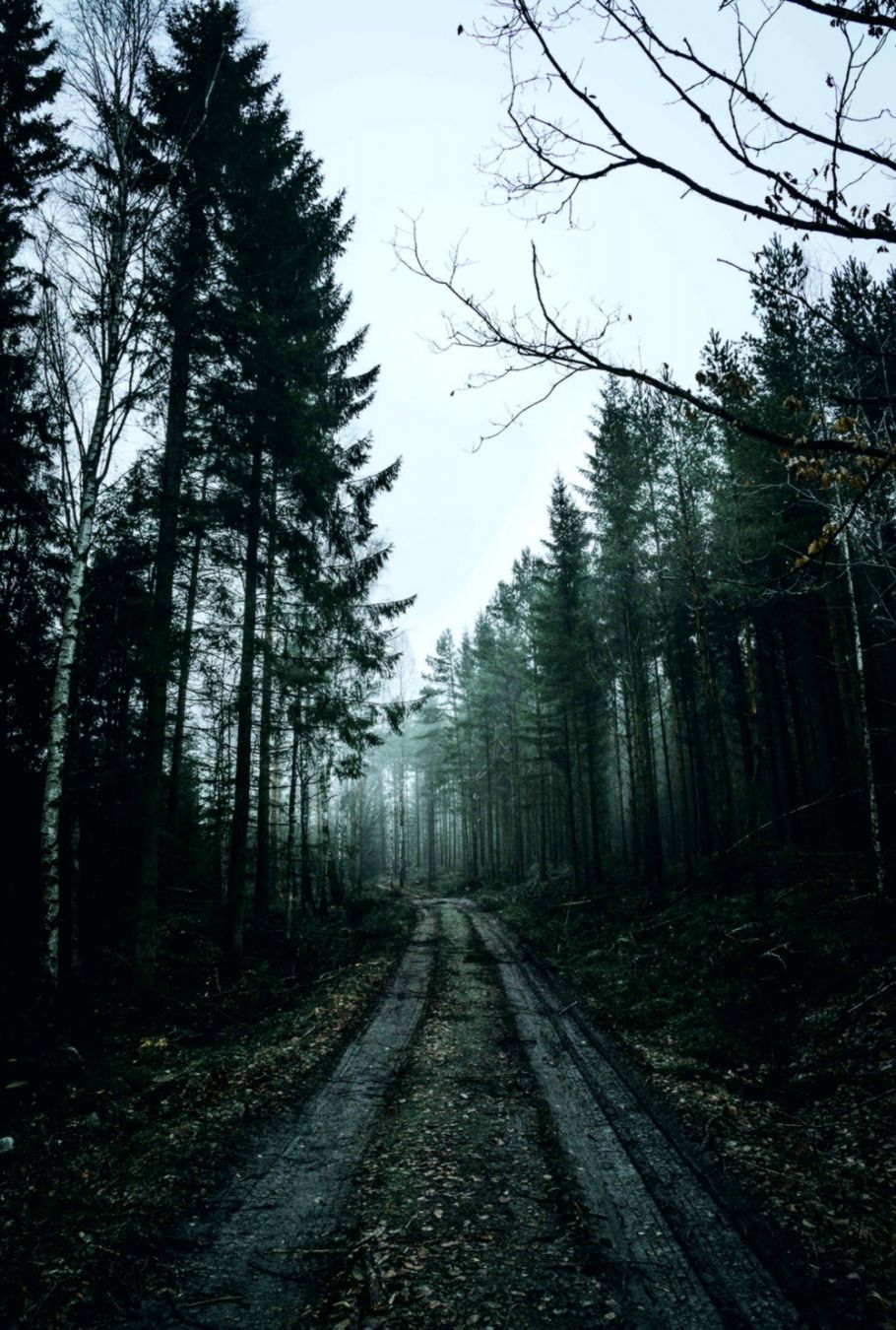 Foresta di pini vista dall'alto, 938x1668 Full HD Verticale, iPhone Plus